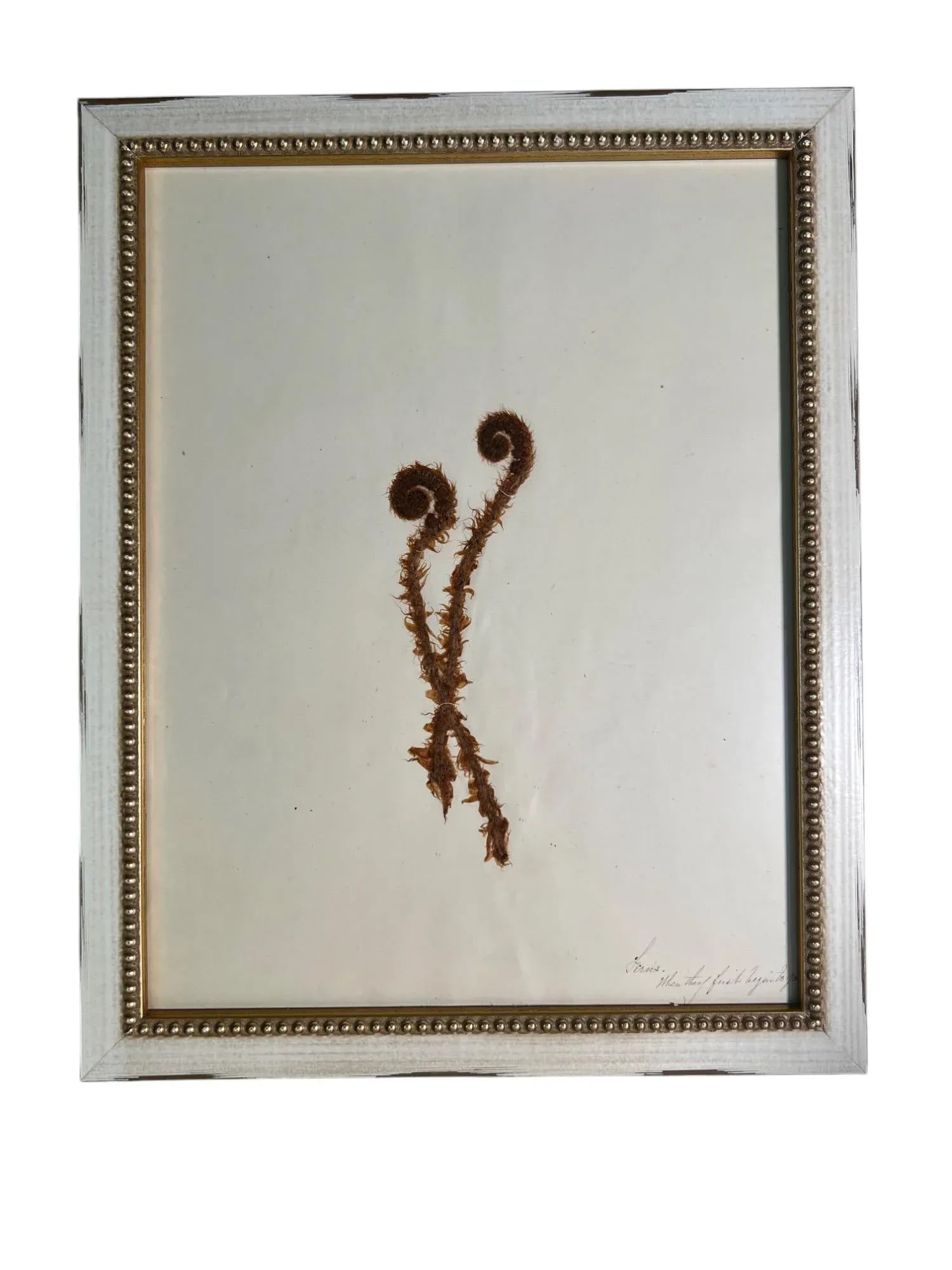 1895 Framed Antique Herbariums, Set of 20 - 10