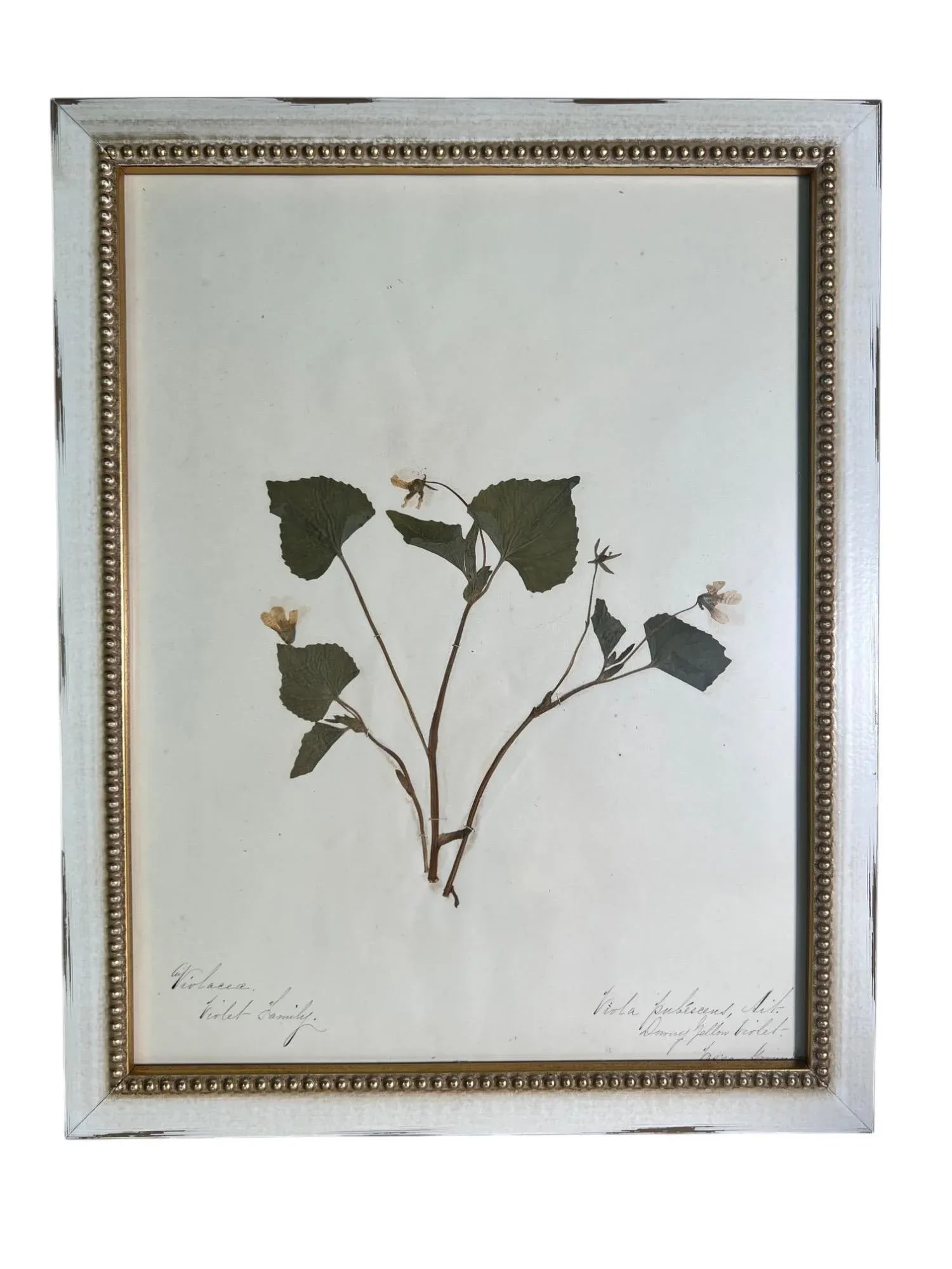 1895 Framed Antique Herbariums, Set of 20 - 11