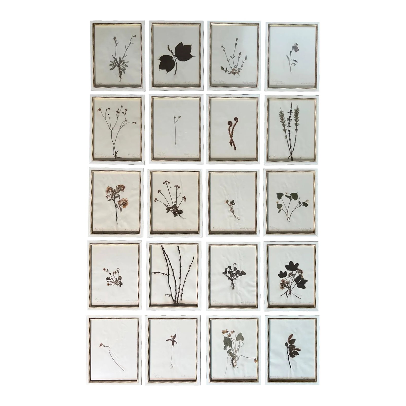 1895 Framed Antique Herbariums, Set of 20: Set of 20 newly framed herbariums from 1895. Framing is new Larson-Juhl solid wood from Italy, folios are mounted to archival quality board under glass, descriptive specimen notes in their meticulous 
