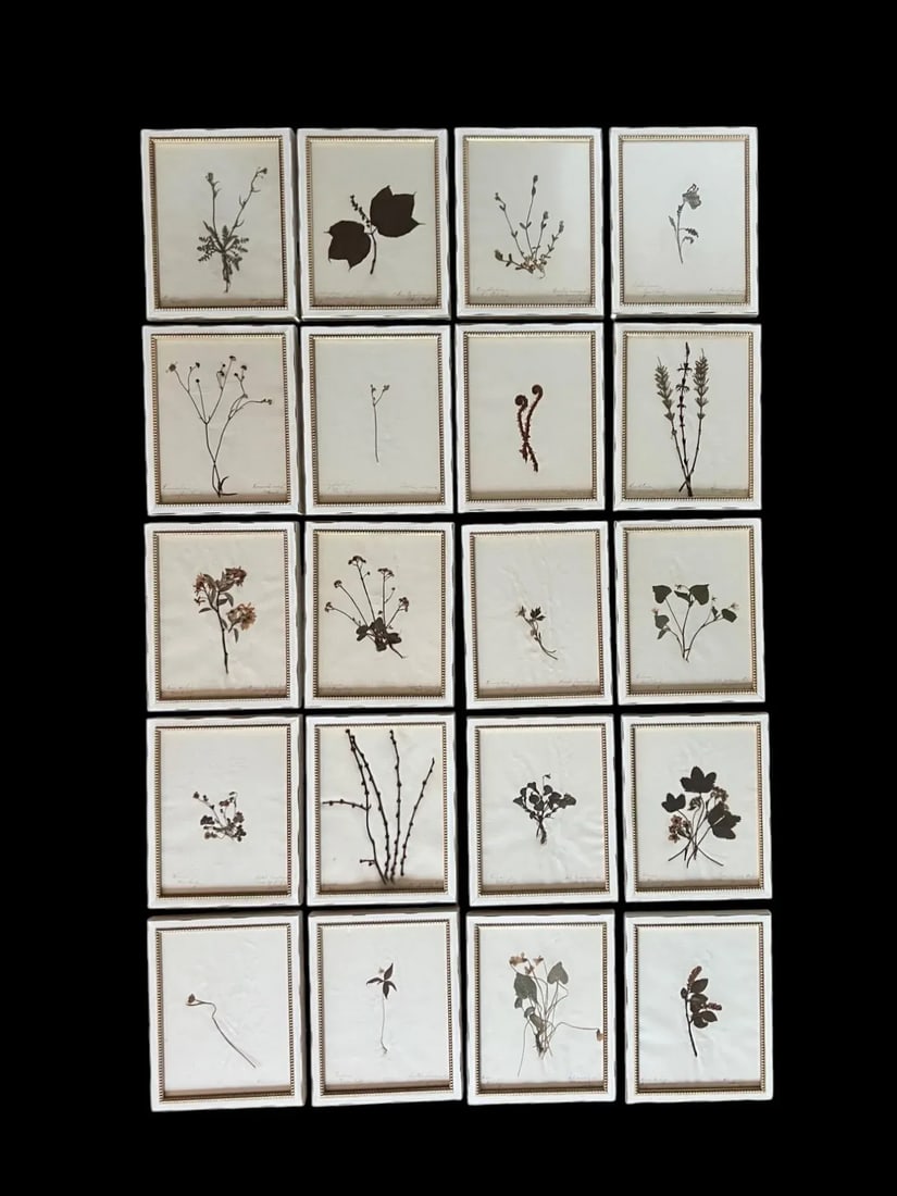 1895 Framed Antique Herbariums, Set of 20 - 2