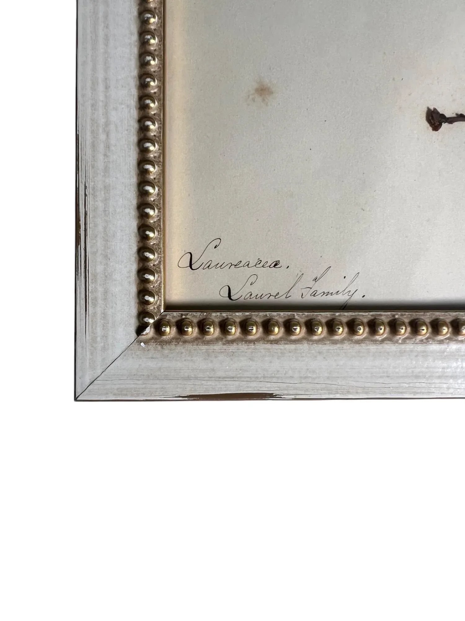 1895 Framed Antique Herbariums, Set of 20 - 4