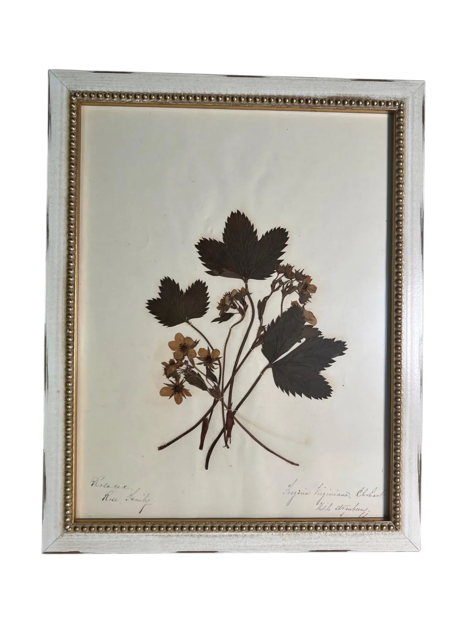 1895 Framed Antique Herbariums, Set of 20 - 6