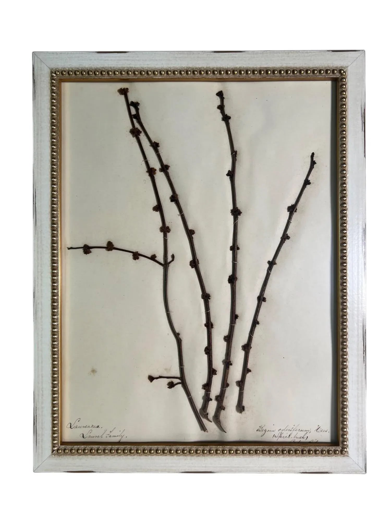 1895 Framed Antique Herbariums, Set of 20 - 7
