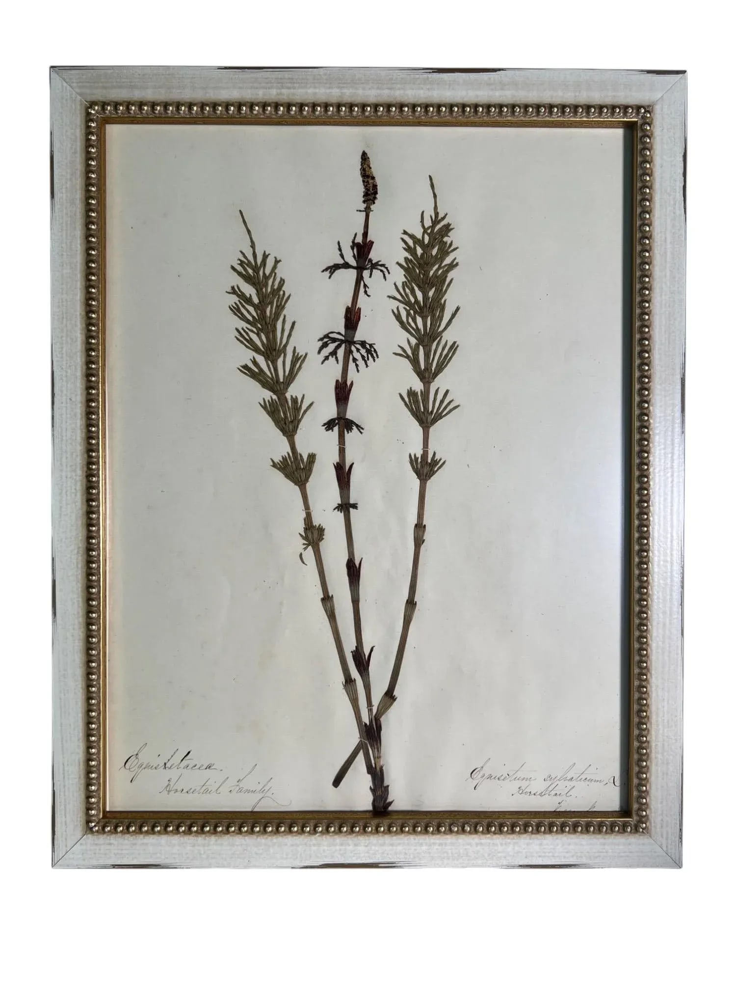 1895 Framed Antique Herbariums, Set of 20 - 8