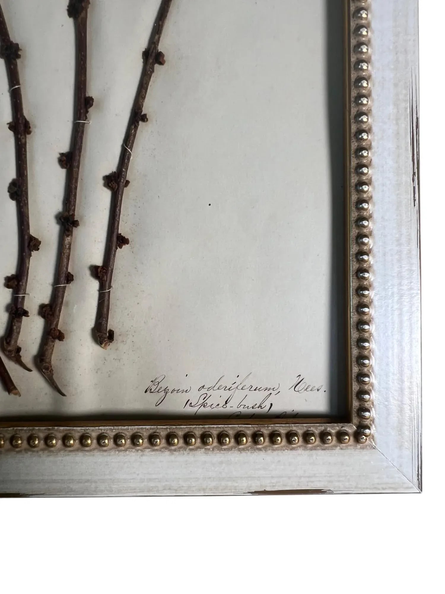 1895 Framed Antique Herbariums, Set of 20 - 9