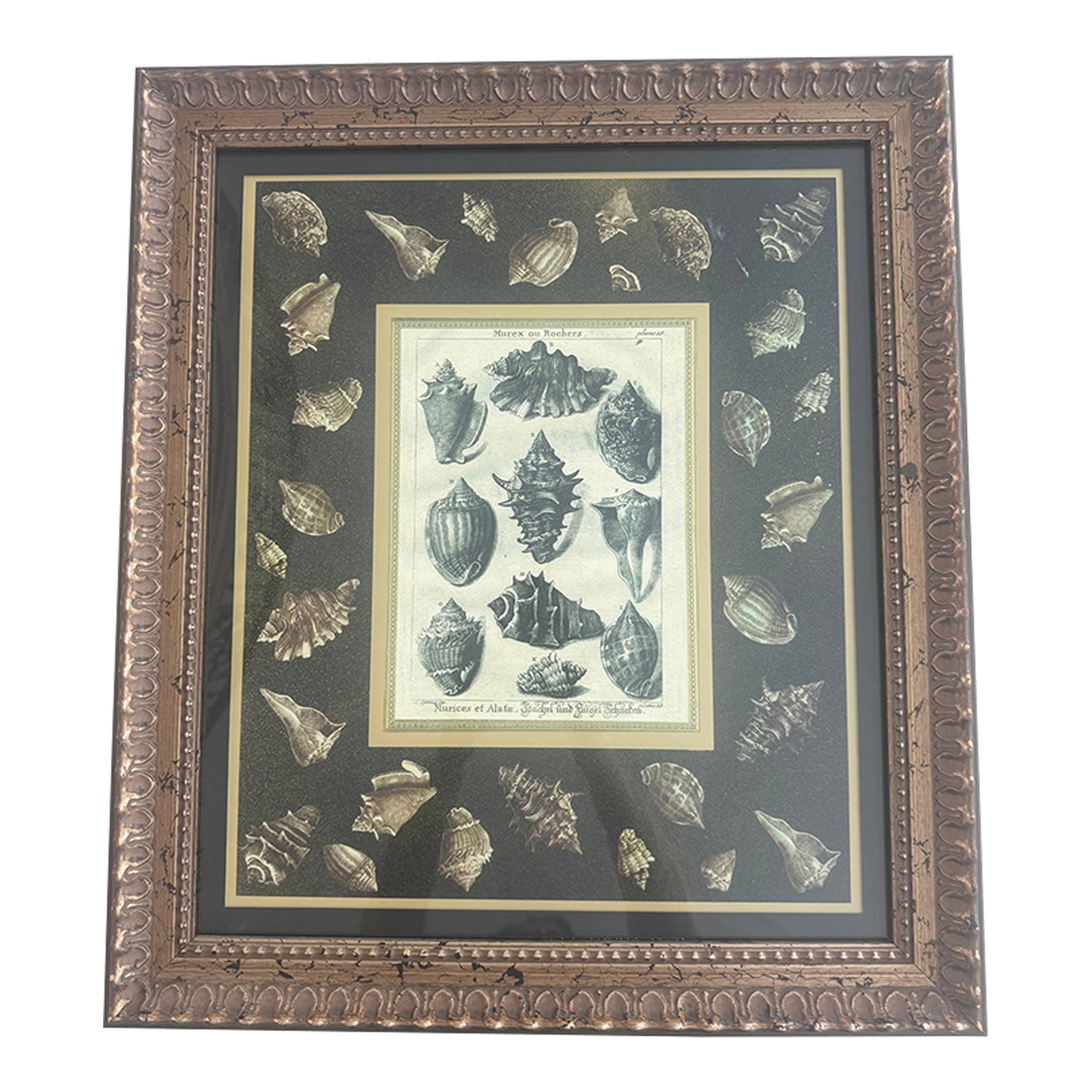 Shells Giclee Print: Shells Dezallier von Urgenville 1772 Giclee Print Acid free mount and mat Condition: Imperfections: Some Imperfections Condition Notes: Print is in perfect condition. This framed art was purchased