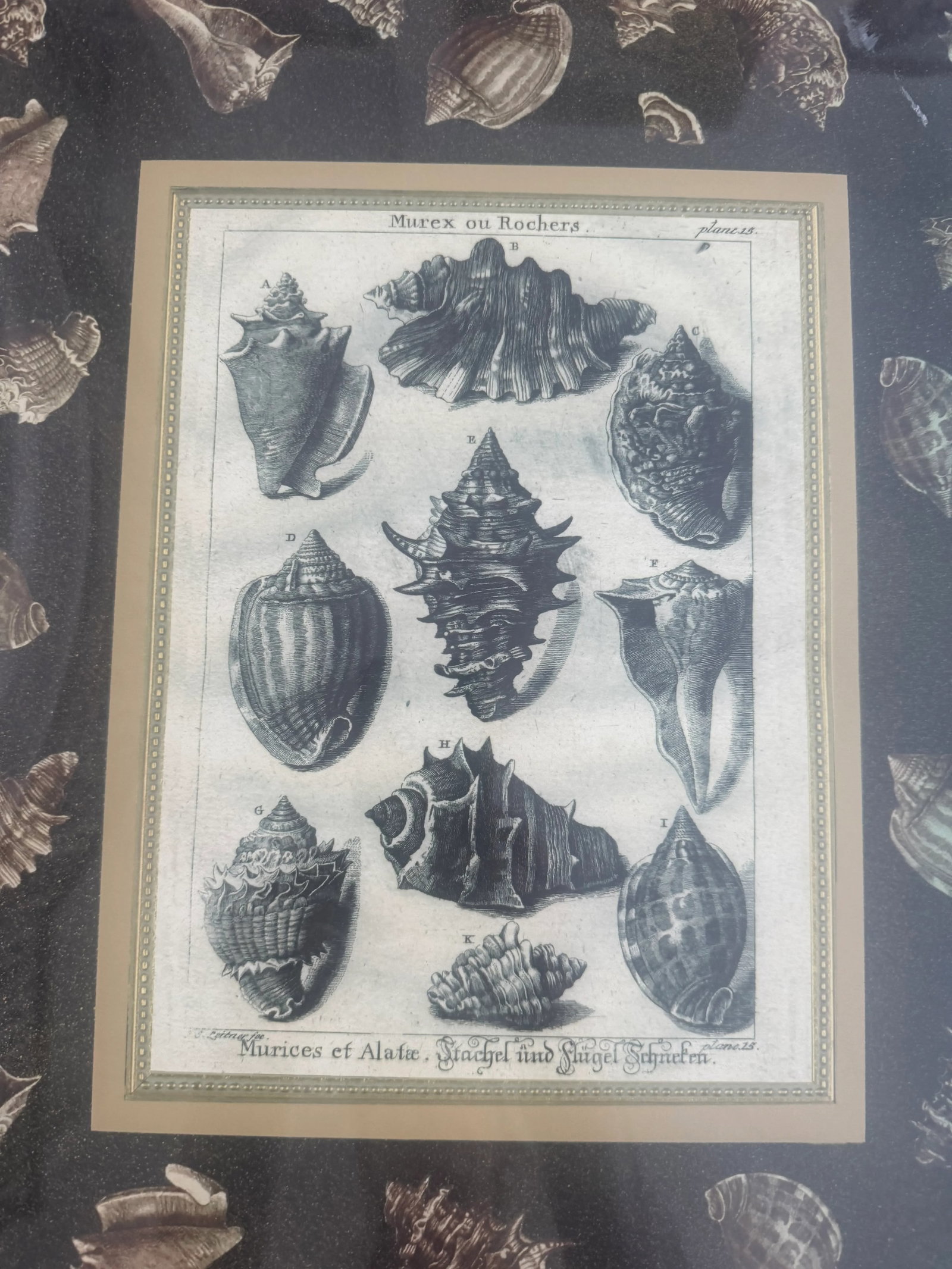 Shells Giclee Print - 4
