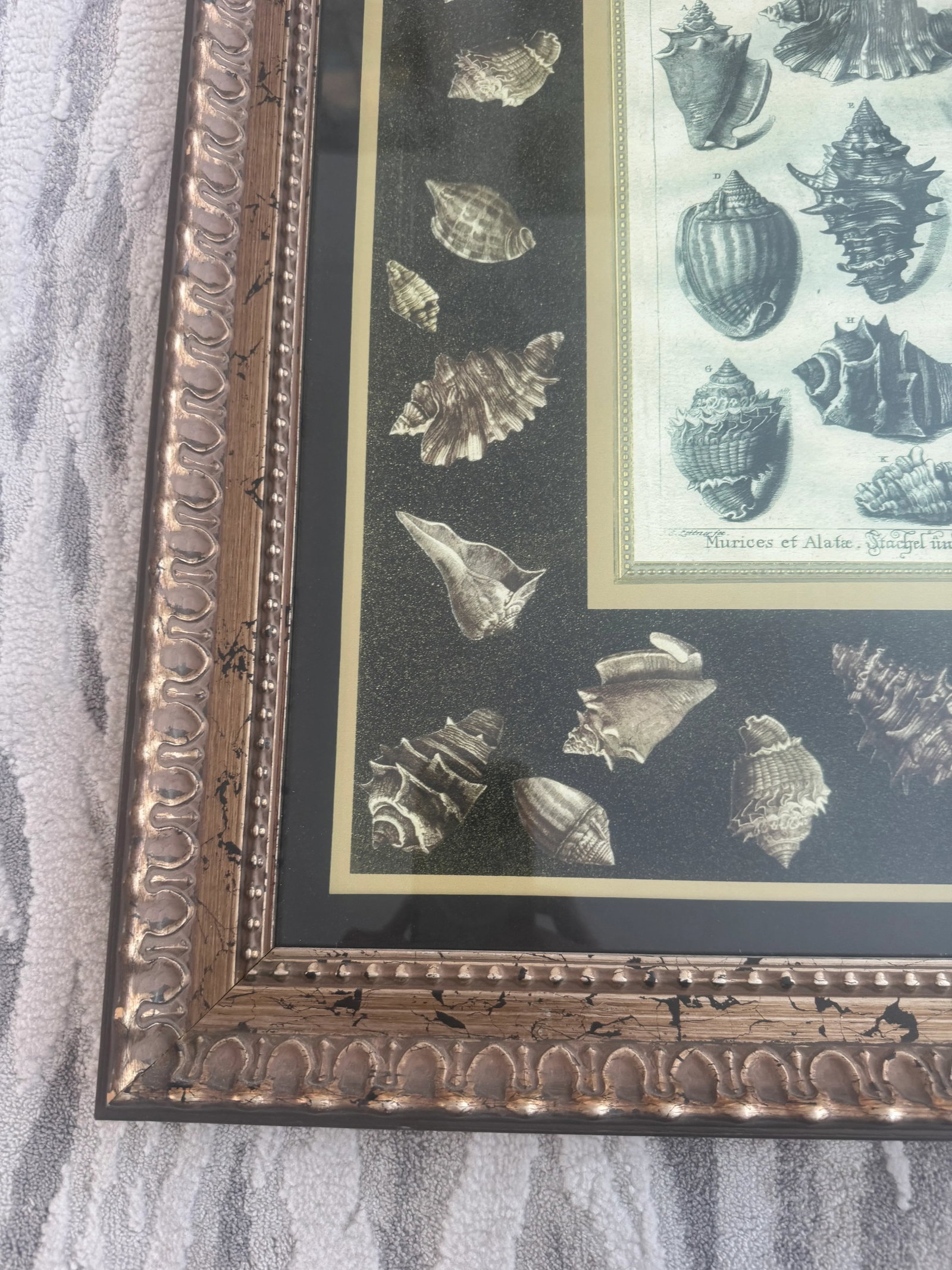 Shells Giclee Print - 5