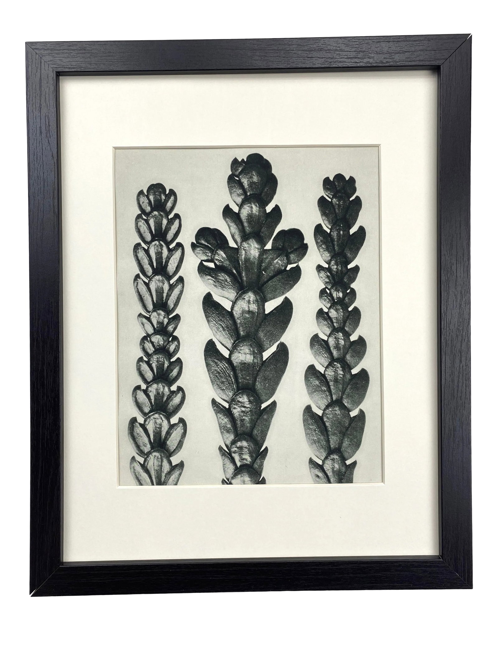 Framed Vintage Botanical Blossfeldt Print - No. 29: Exquisite Botanical photogravure from famed Urformen Der Kunst portfolio by Blossfeldt . Karl Blossfeldt (1865 - 1932) was a German professor of sculpture, artist and photographer. His images were