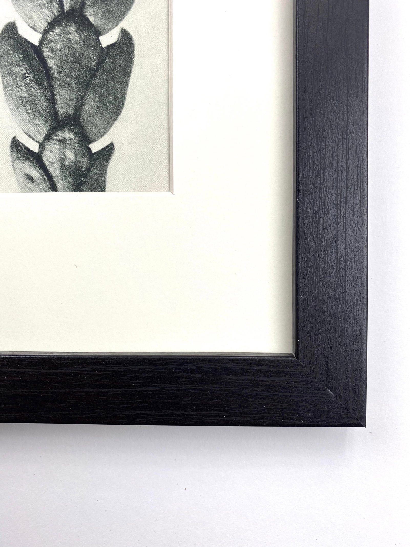 Framed Vintage Botanical Blossfeldt Print - No. 29 - 3