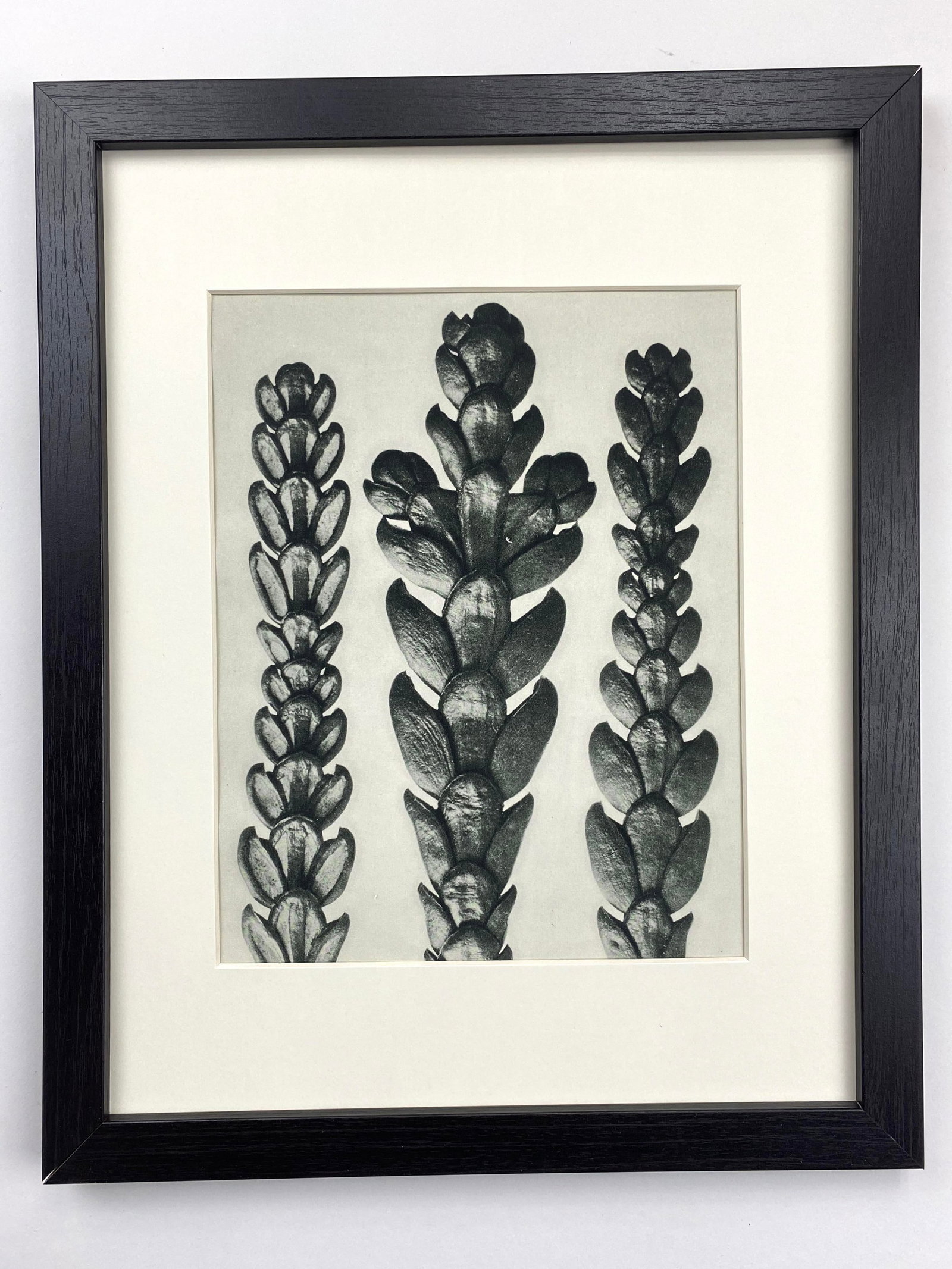 Framed Vintage Botanical Blossfeldt Print - No. 29 - 5