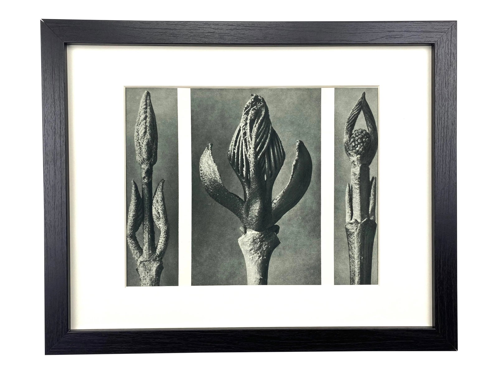 Framed Vintage Botanical Blossfeldt Print - No. 9: Exquisite Botanical photogravure from famed Urformen Der Kunst portfolio by Blossfeldt . Karl Blossfeldt (1865 - 1932) was a German professor of sculpture, artist and photographer. His images were