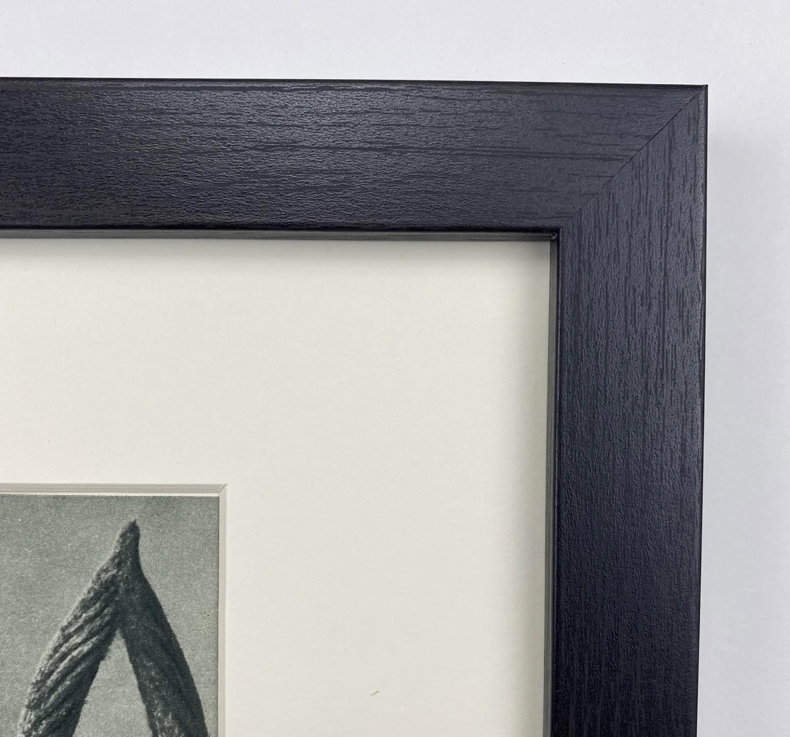 Framed Vintage Botanical Blossfeldt Print - No. 9 - 6