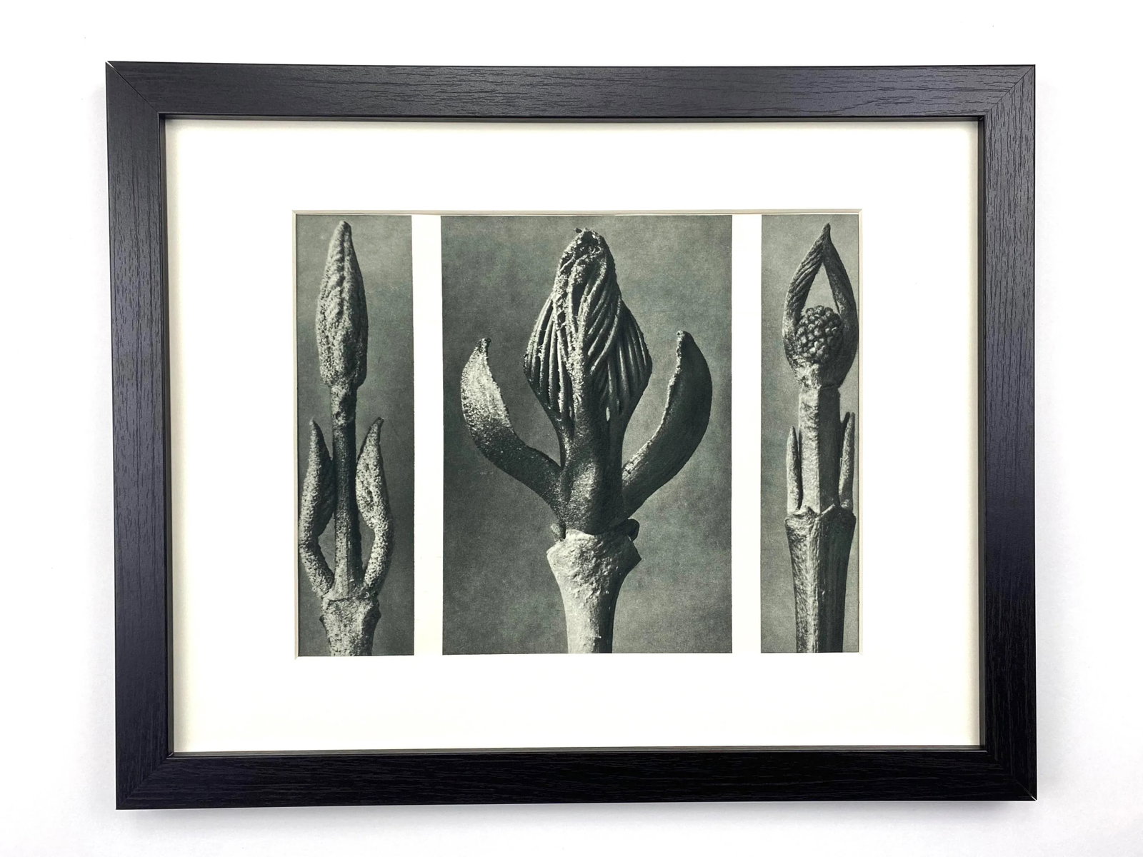 Framed Vintage Botanical Blossfeldt Print - No. 9 - 7