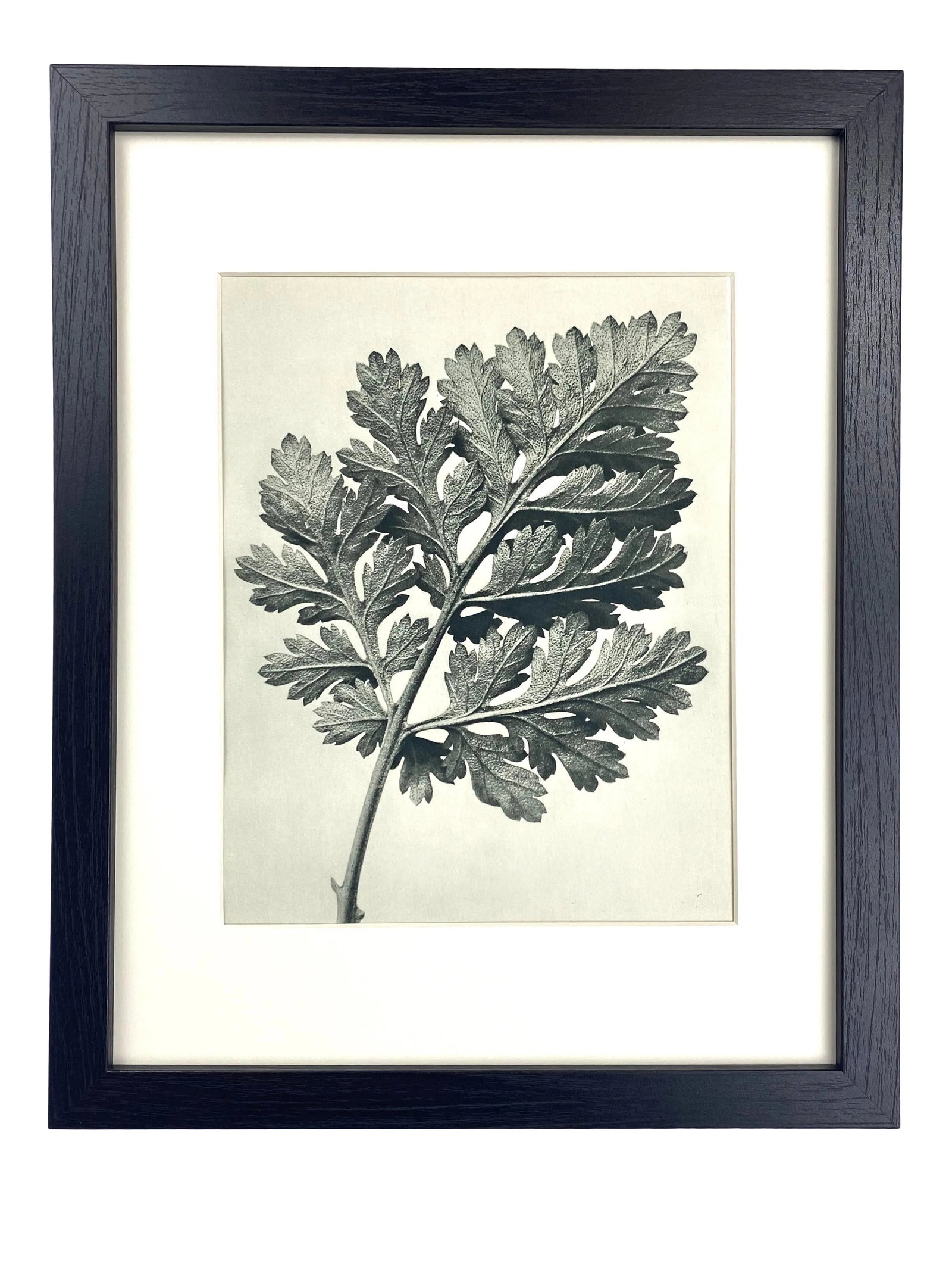 Framed Antique Botanical Blossfeldt Print - No. 50: Exquisite Botanical photogravure from famed Urformen Der Kunst portfolio by Blossfeldt . Karl Blossfeldt (1865 - 1932) was a German professor of sculpture, artist and photographer. His images were