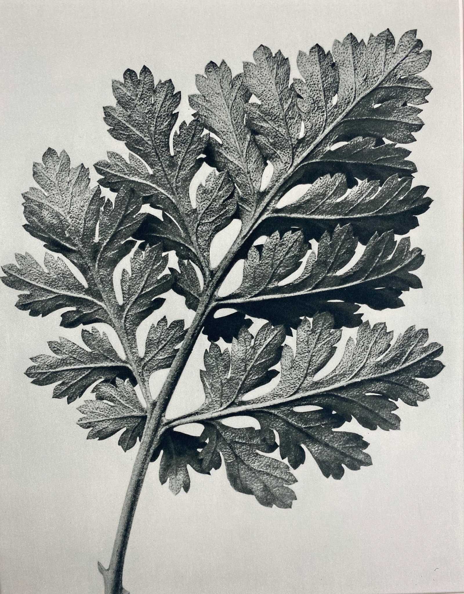 Framed Antique Botanical Blossfeldt Print - No. 50 - 2