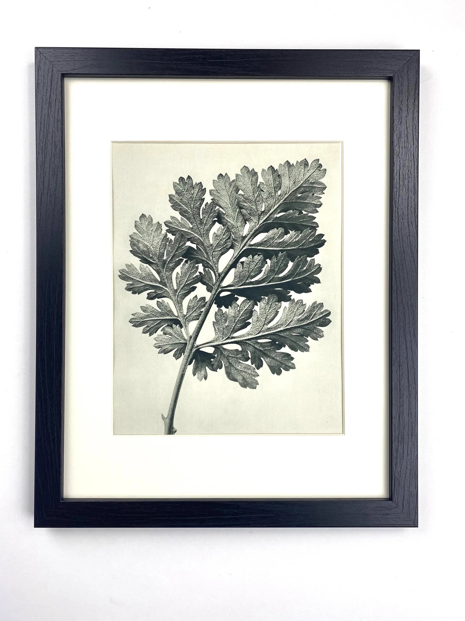 Framed Antique Botanical Blossfeldt Print - No. 50 - 5