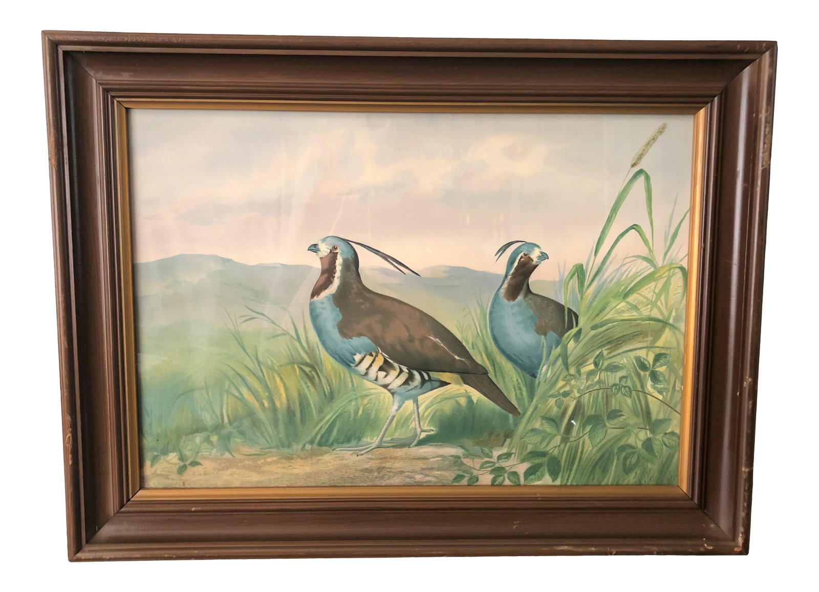 1875 Pope Alexander Jr Chromolithograph Quails Painting, Framed: Chromolithograph of Quail, Alexander Pope, Jr., was an American sculptor and painter. He's known primarily for this series on game birds and a similar one on dogs. This classic picture depicts a pair