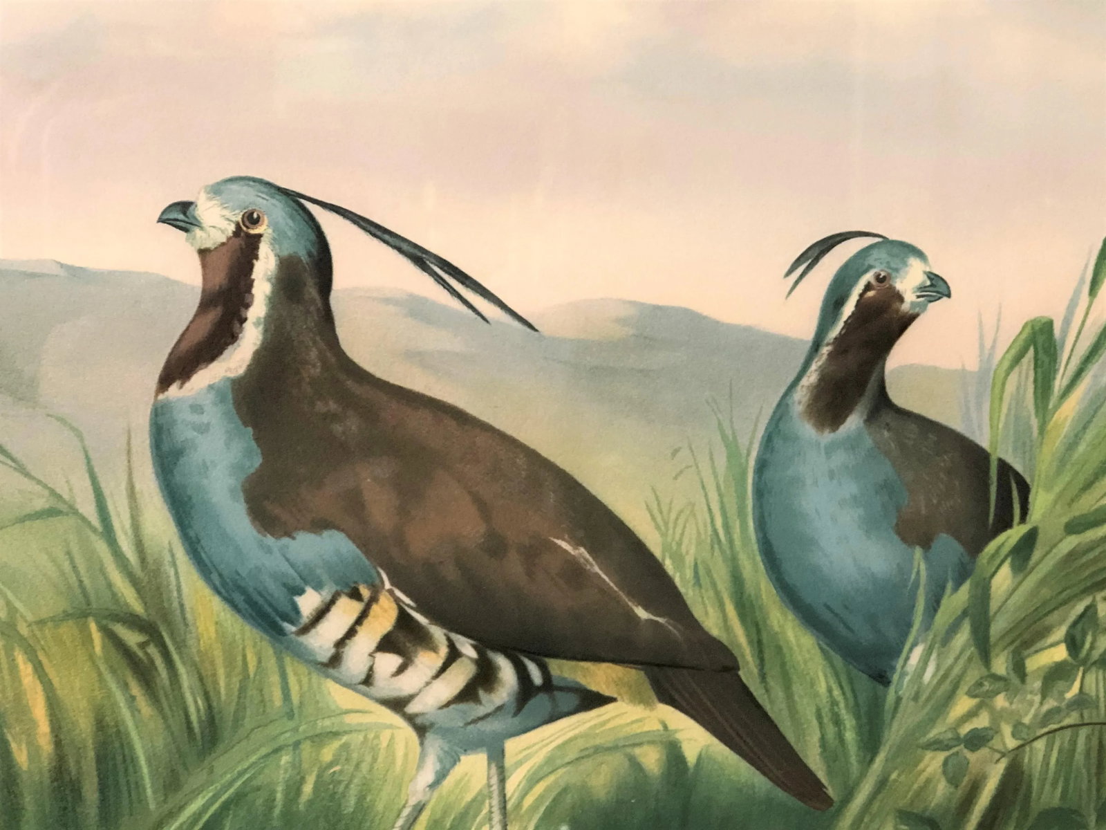 1875 Pope Alexander Jr Chromolithograph Quails Painting, Framed - 2