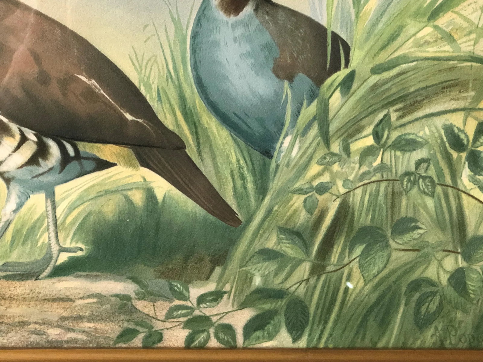 1875 Pope Alexander Jr Chromolithograph Quails Painting, Framed - 3