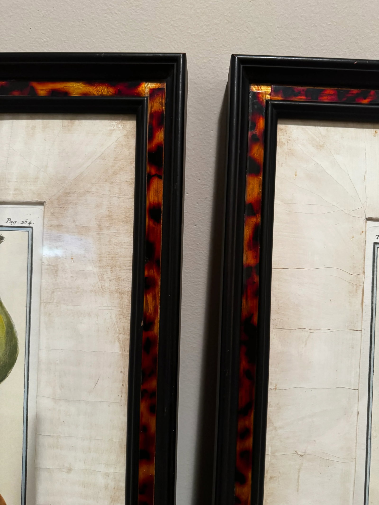 18th Century Inspired Botanical Pear Prints, A Pair - 3