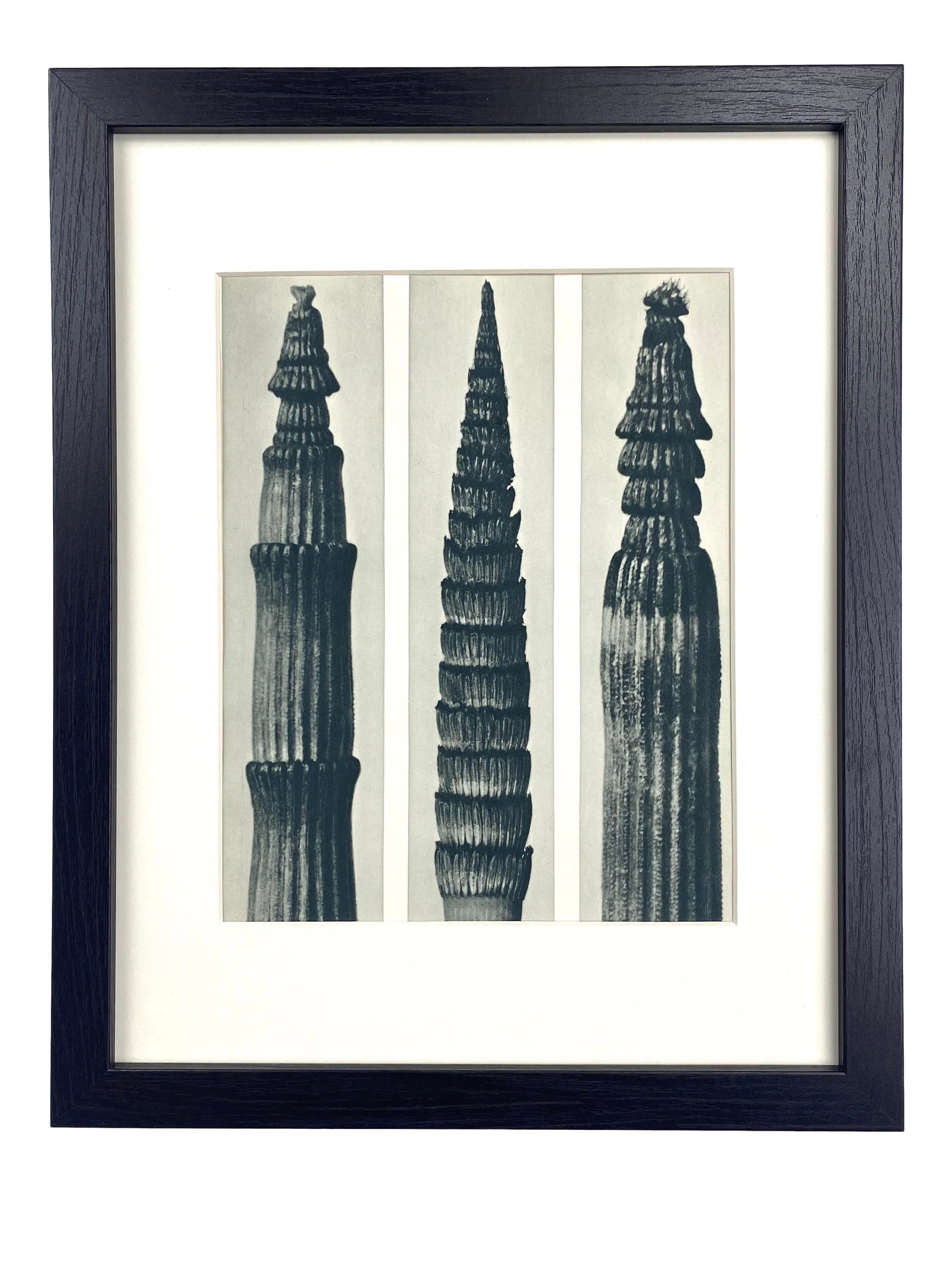 Framed Vintage Botanical Blossfeldt Print - No. 2: Exquisite Botanical photogravure from famed Urformen Der Kunst portfolio by Blossfeldt . Karl Blossfeldt (1865 - 1932) was a German professor of sculpture, artist and photographer. His images were