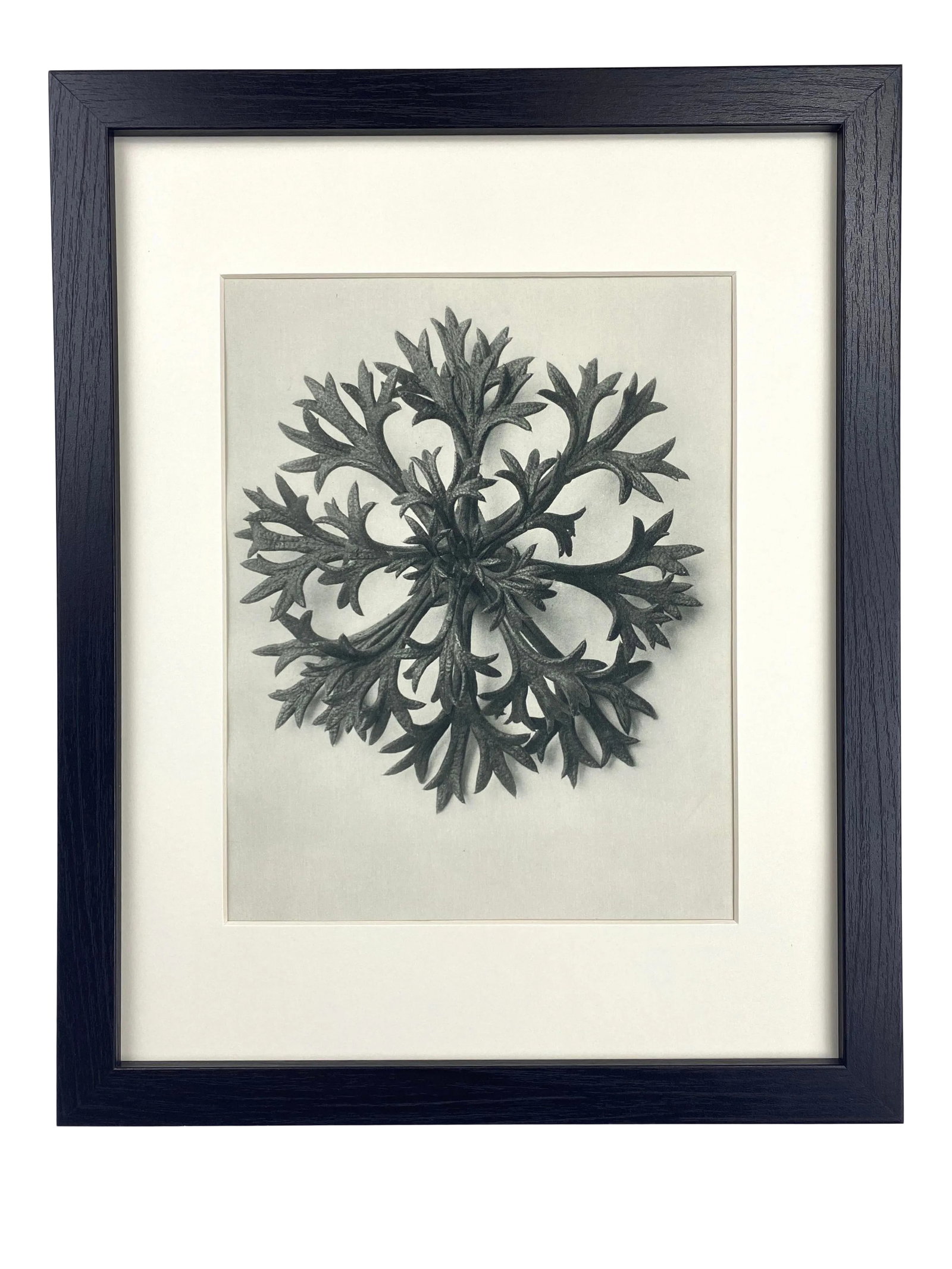 Framed Vintage Botanical Blossfeldt Print - No. 47: Exquisite Botanical photogravure from famed Urformen Der Kunst portfolio by Blossfeldt . Karl Blossfeldt (1865 - 1932) was a German professor of sculpture, artist and photographer. His images were