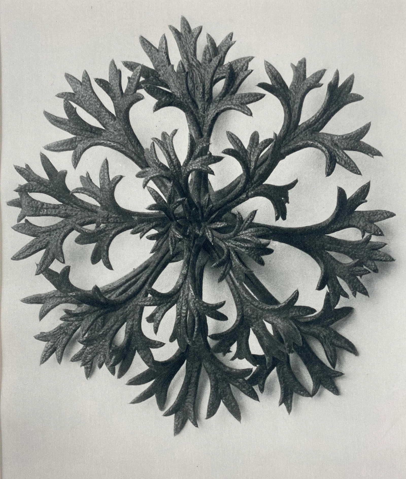 Framed Vintage Botanical Blossfeldt Print - No. 47 - 2