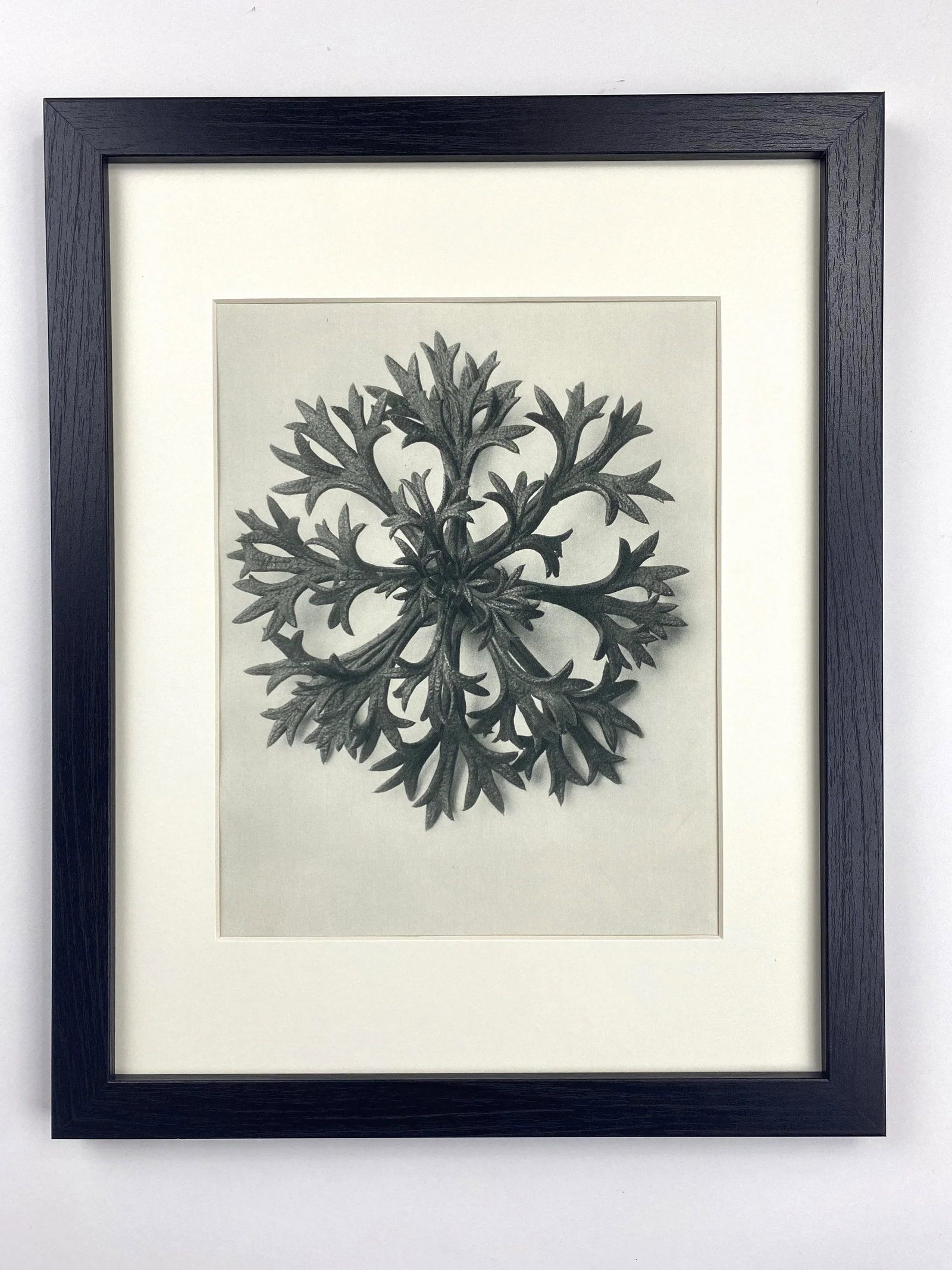 Framed Vintage Botanical Blossfeldt Print - No. 47 - 5