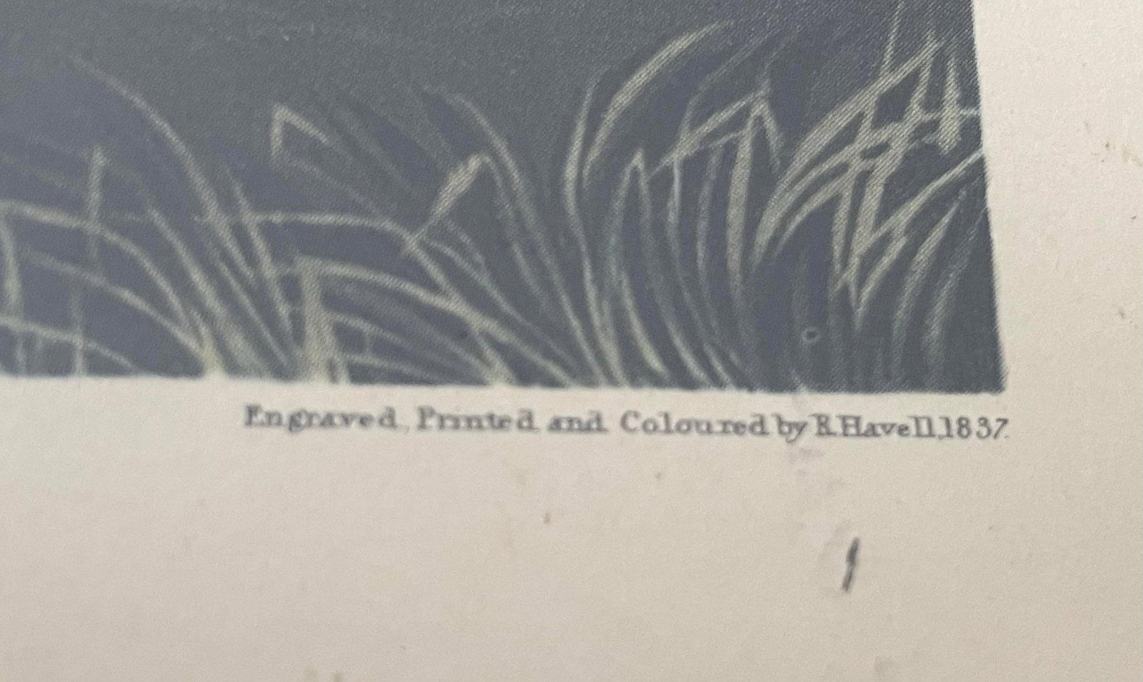 Antique Audubon Print by K. Havell 1837 - 9