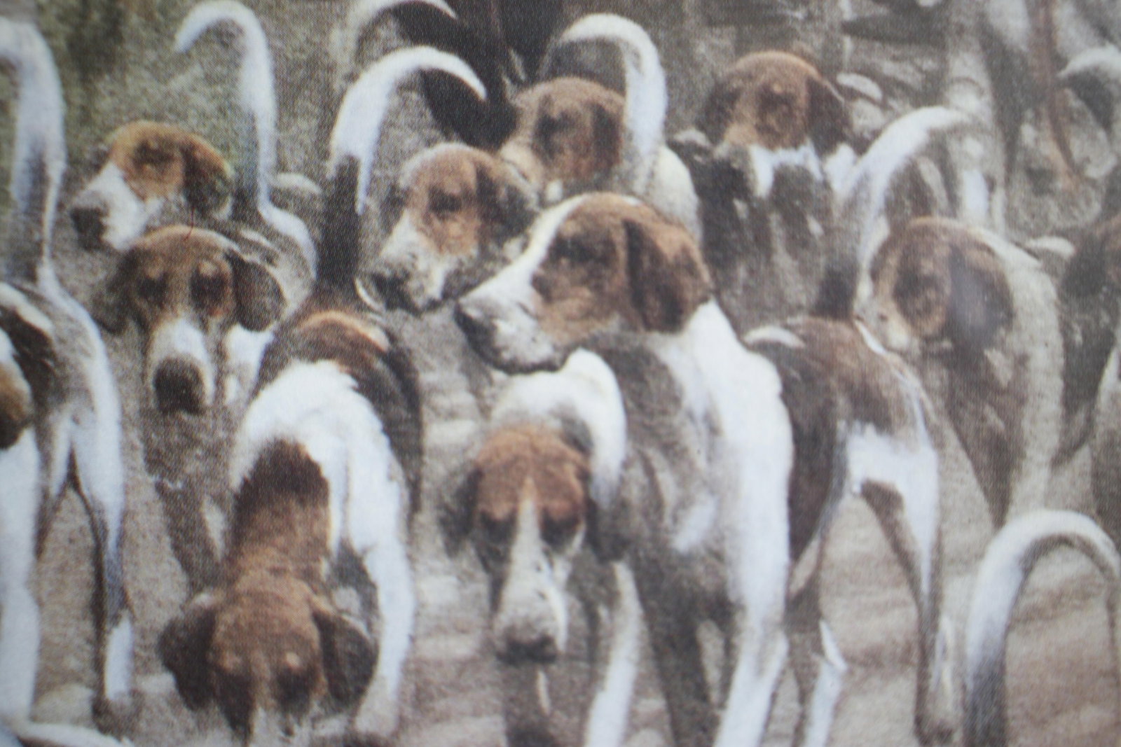 Vintage Lithograph of a British Fox Hunting Scene "The Pink of Condition" by George Wright - 12