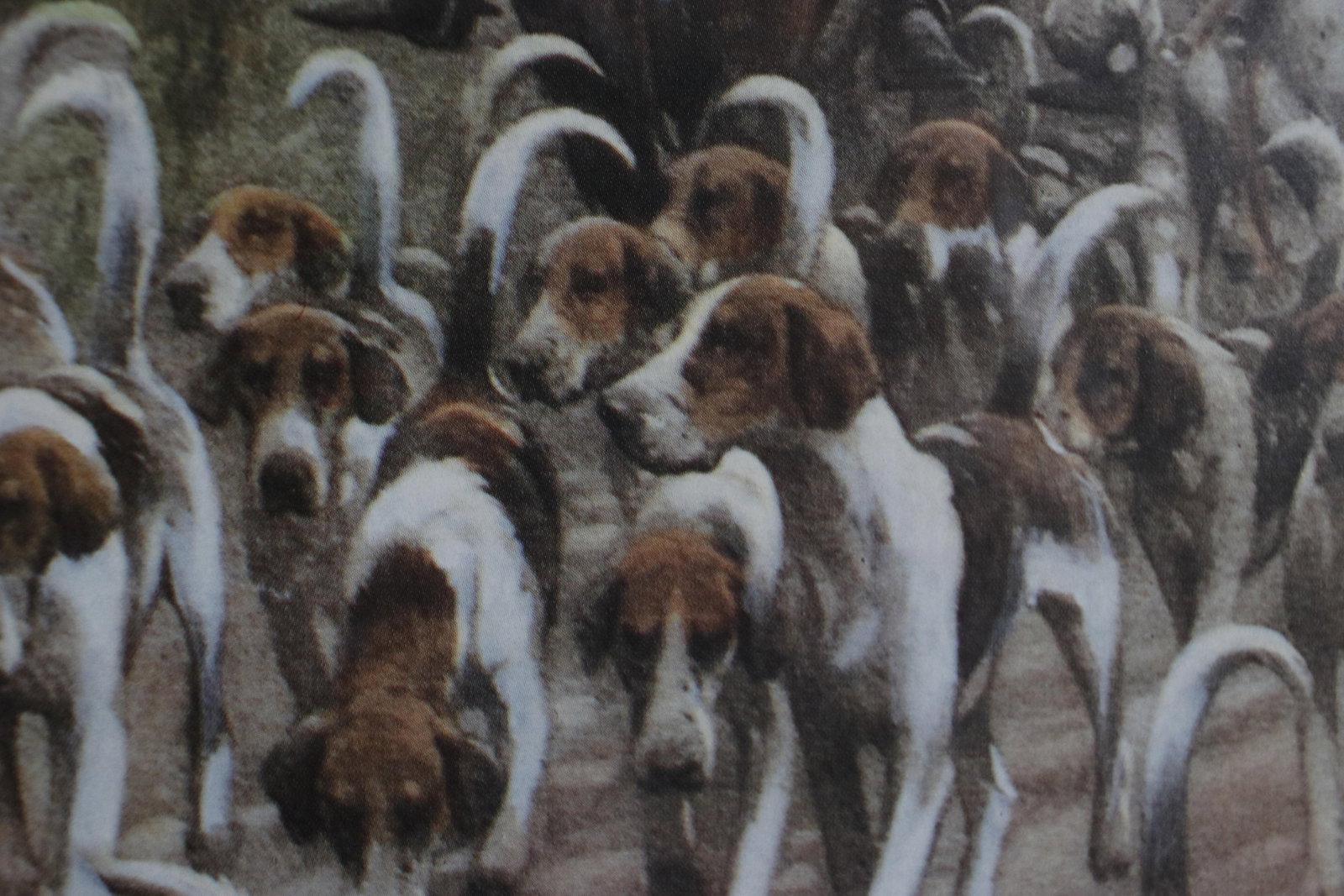 Vintage Lithograph of a British Fox Hunting Scene "The Pink of Condition" by George Wright - 2