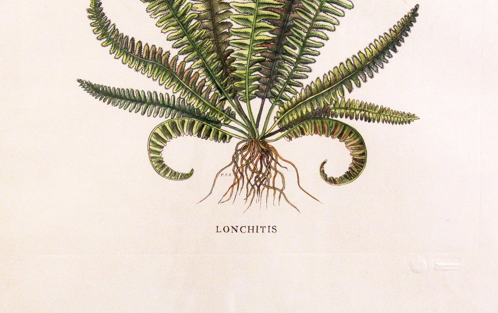 Original Vintage Custom Botanical Fern Prints with Makers Stamp - 12
