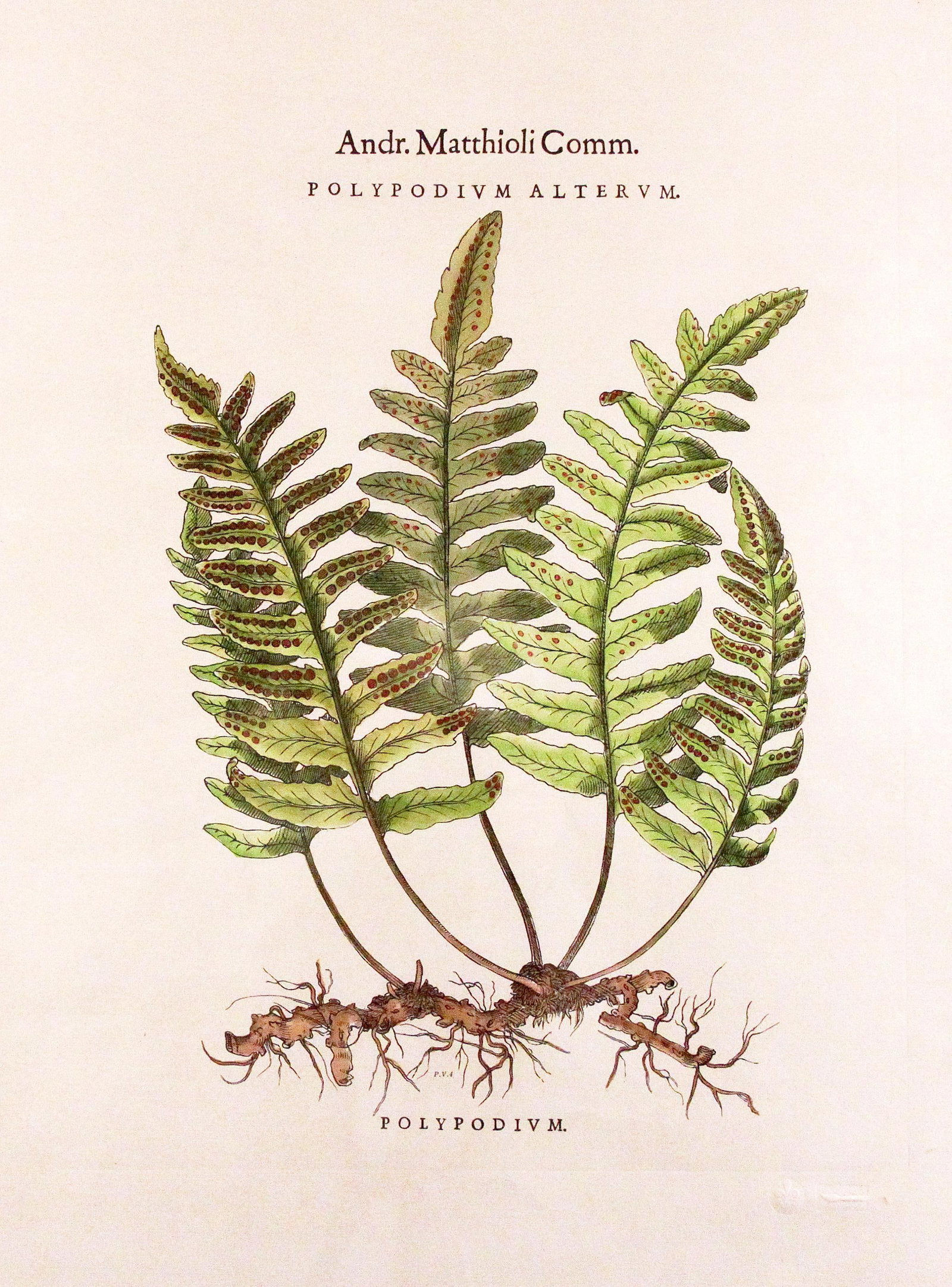 Original Vintage Custom Botanical Fern Prints with Makers Stamp - 16