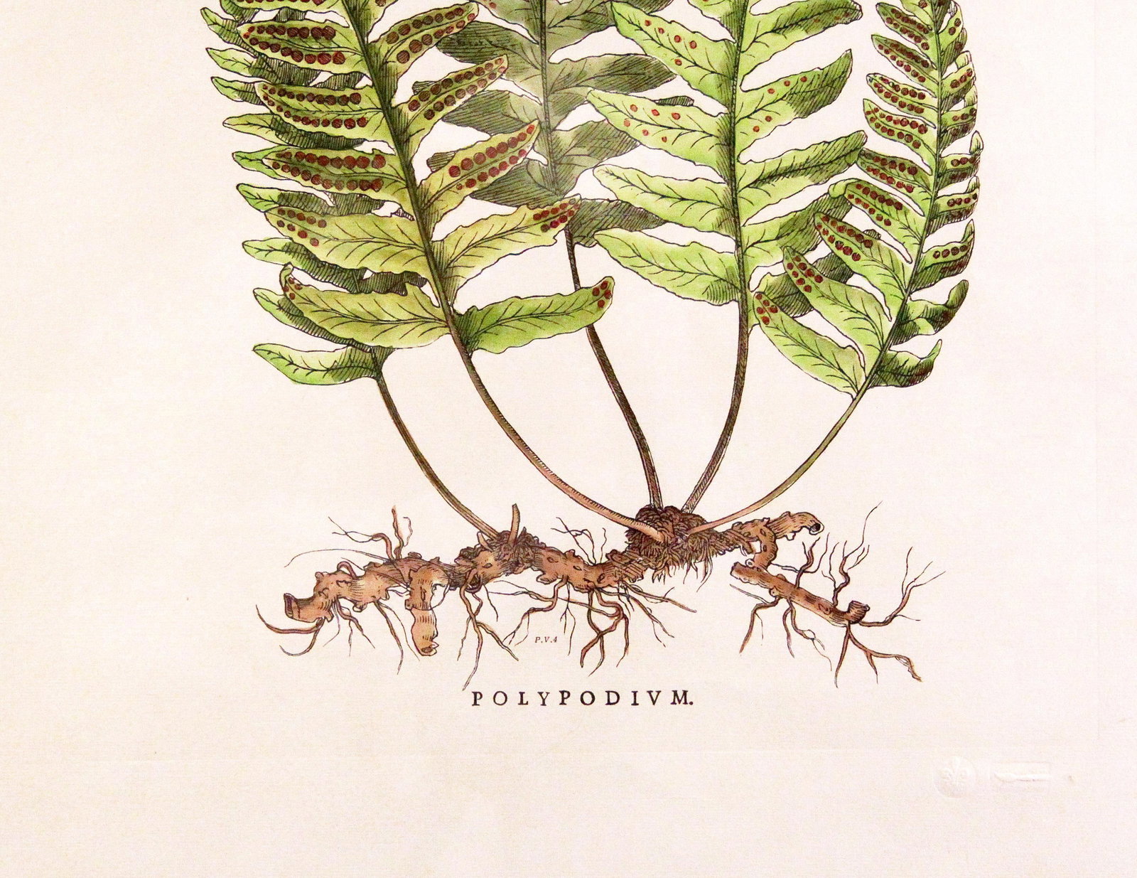 Original Vintage Custom Botanical Fern Prints with Makers Stamp - 18