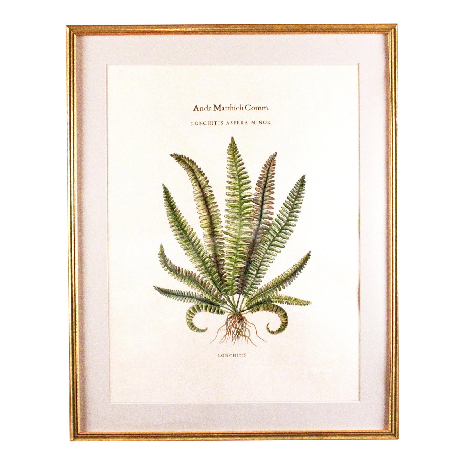 Original Vintage Custom Botanical Fern Prints with Makers Stamp: Andr. Matthioli Comm. Trichomanes Fern print Trichomanes is a genus of ferns in the family Hymenophyllaceae, termed bristle ferns. Gold frame with ivory mat. Measures 22 W x 28 H x 1 D. Condition: