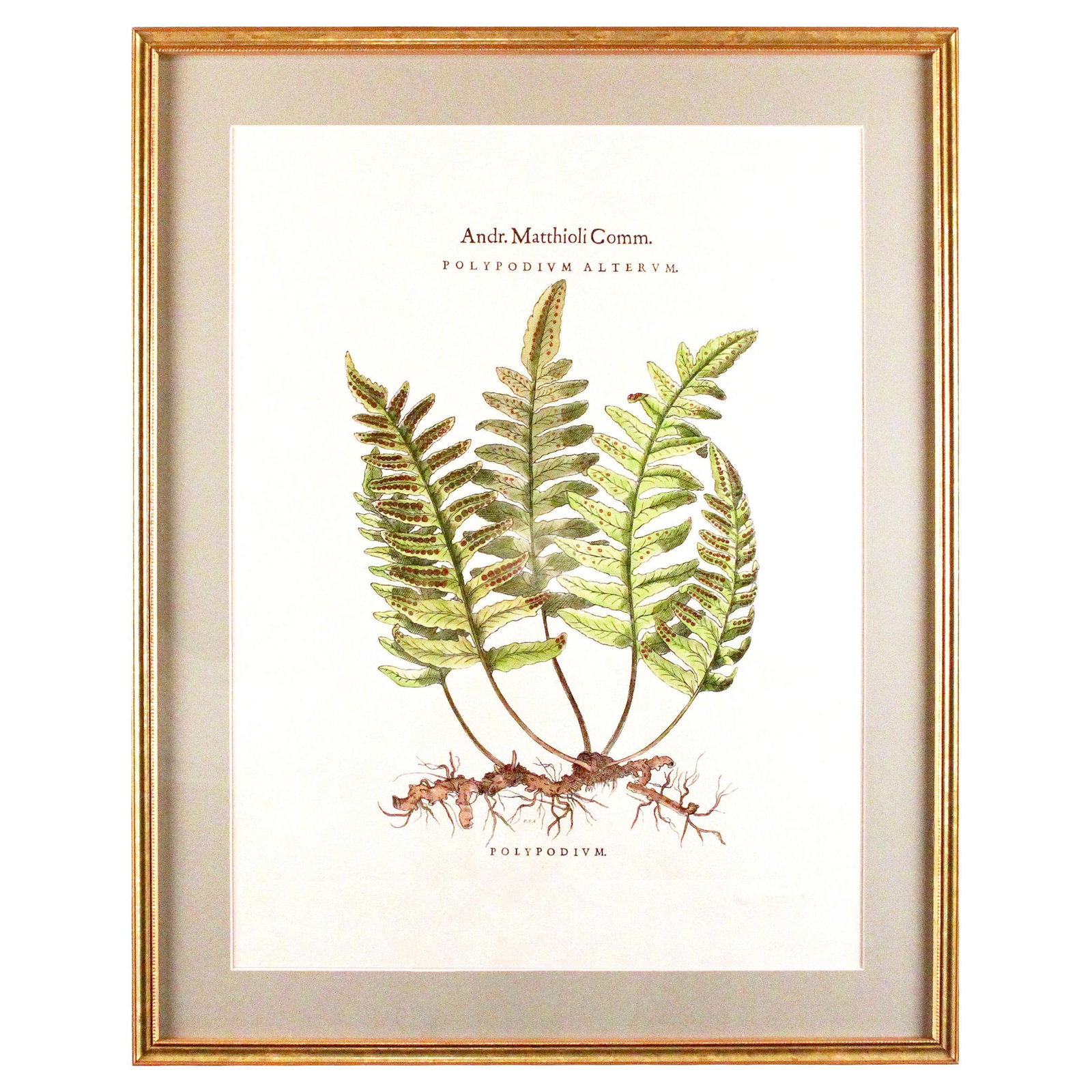 Original Vintage Custom Botanical Fern Prints with Makers Stamp - 5