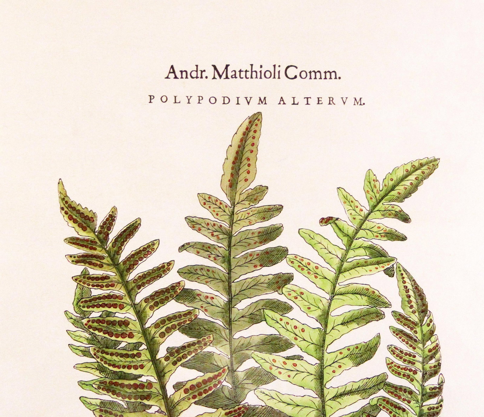 Original Vintage Custom Botanical Fern Prints with Makers Stamp - 7