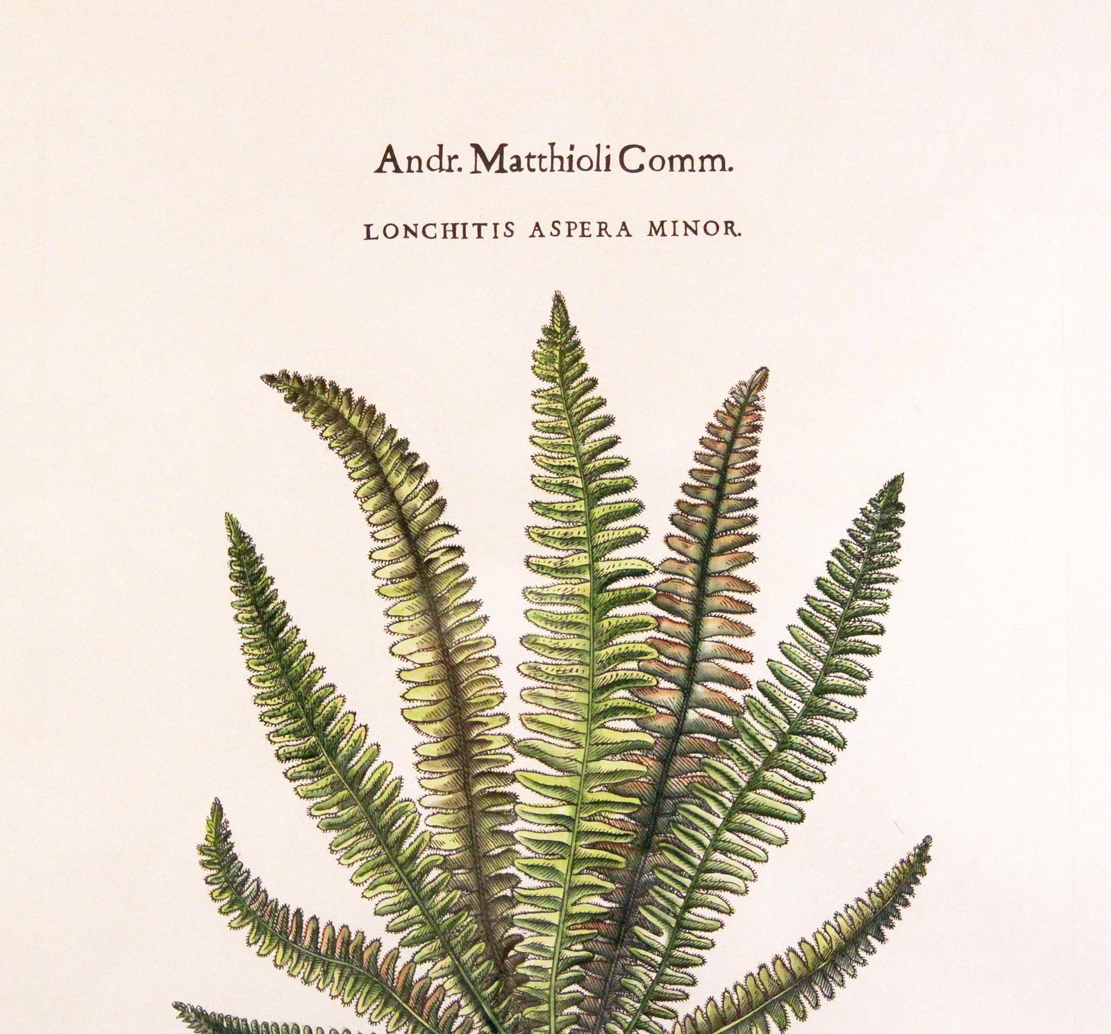 Original Vintage Custom Botanical Fern Prints with Makers Stamp - 11