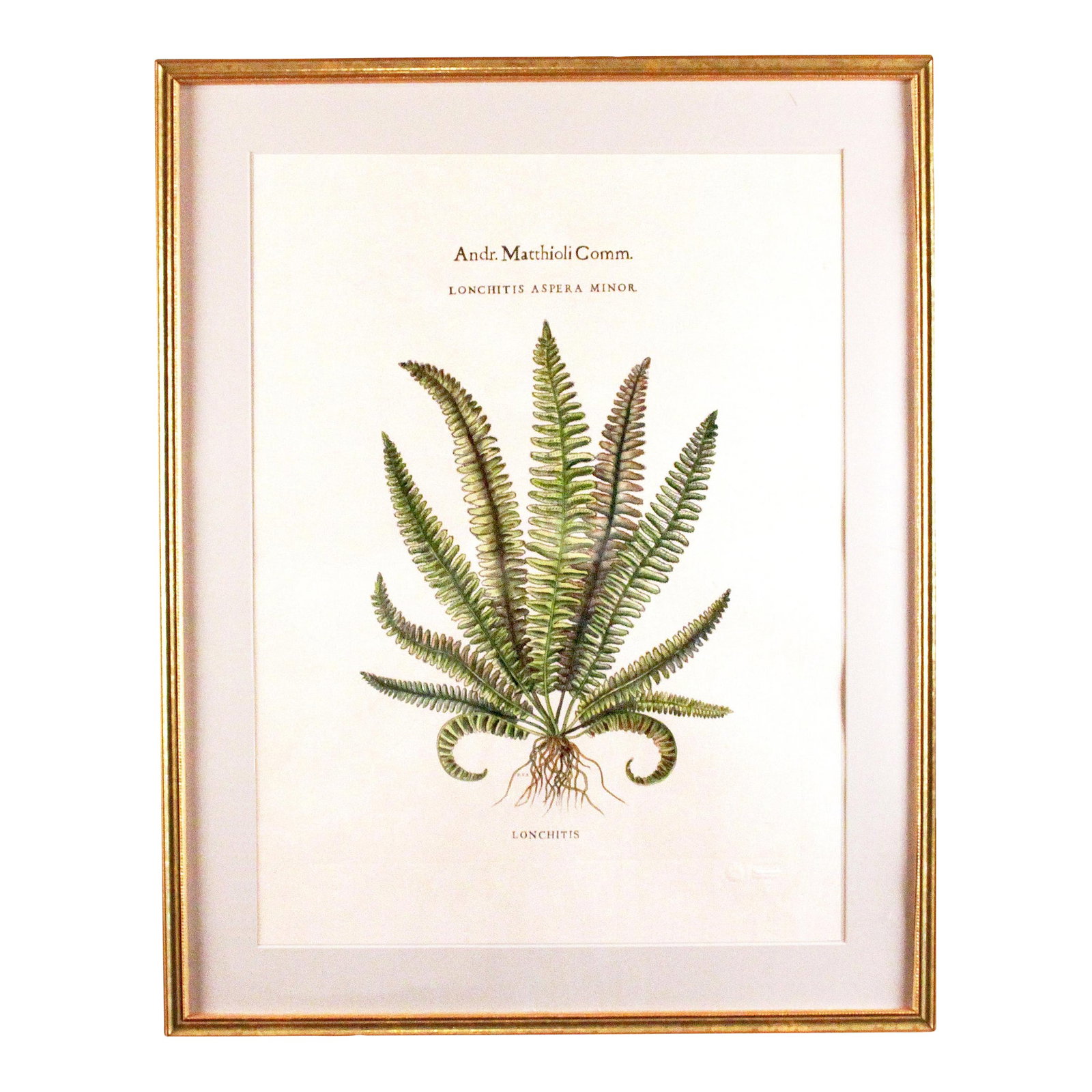 Original Vintage Custom Botanical Fern Prints with Makers Stamp: Andr. Matthioli Comm. Lonchitis Altera minor Lonchitis is a neotropical genus of ferns. It is the sole genus in the family Lonchitidaceae. Gold frame and ivory mat. Measures 22 W x 28 H x 1 D.