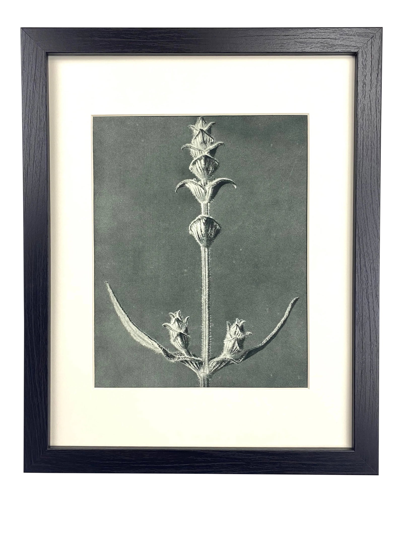 Framed Antique Botanical Blossfeldt Print - No. 99: Exquisite Botanical photogravure from famed Urformen Der Kunst portfolio by Blossfeldt . Karl Blossfeldt (1865 - 1932) was a German professor of sculpture, artist and photographer. His images were