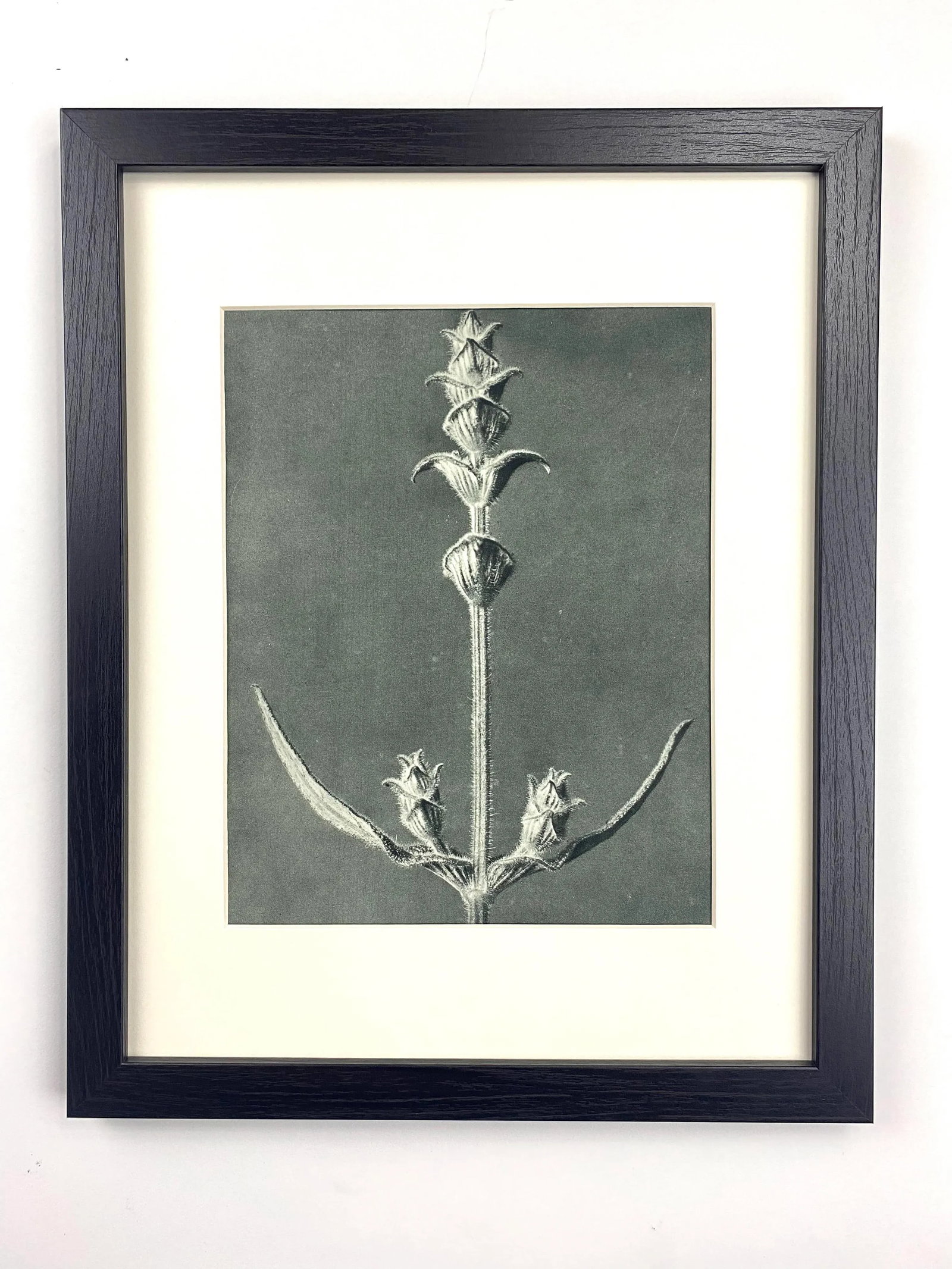 Framed Antique Botanical Blossfeldt Print - No. 99 - 5