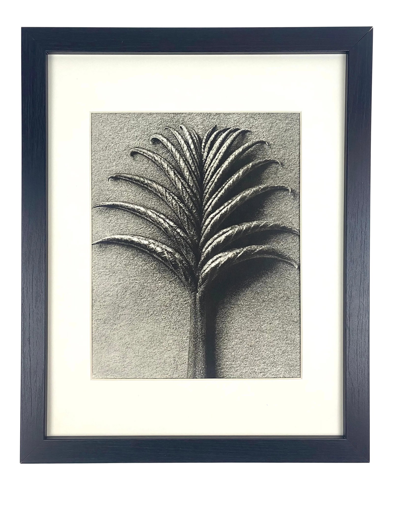 1930s Framed Botanical Blossfeldt Print - No. 75: Exquisite Botanical photogravure from famed Urformen Der Kunst portfolio by Blossfeldt . Karl Blossfeldt (1865 - 1932) was a German professor of sculpture, artist and photographer. His images were