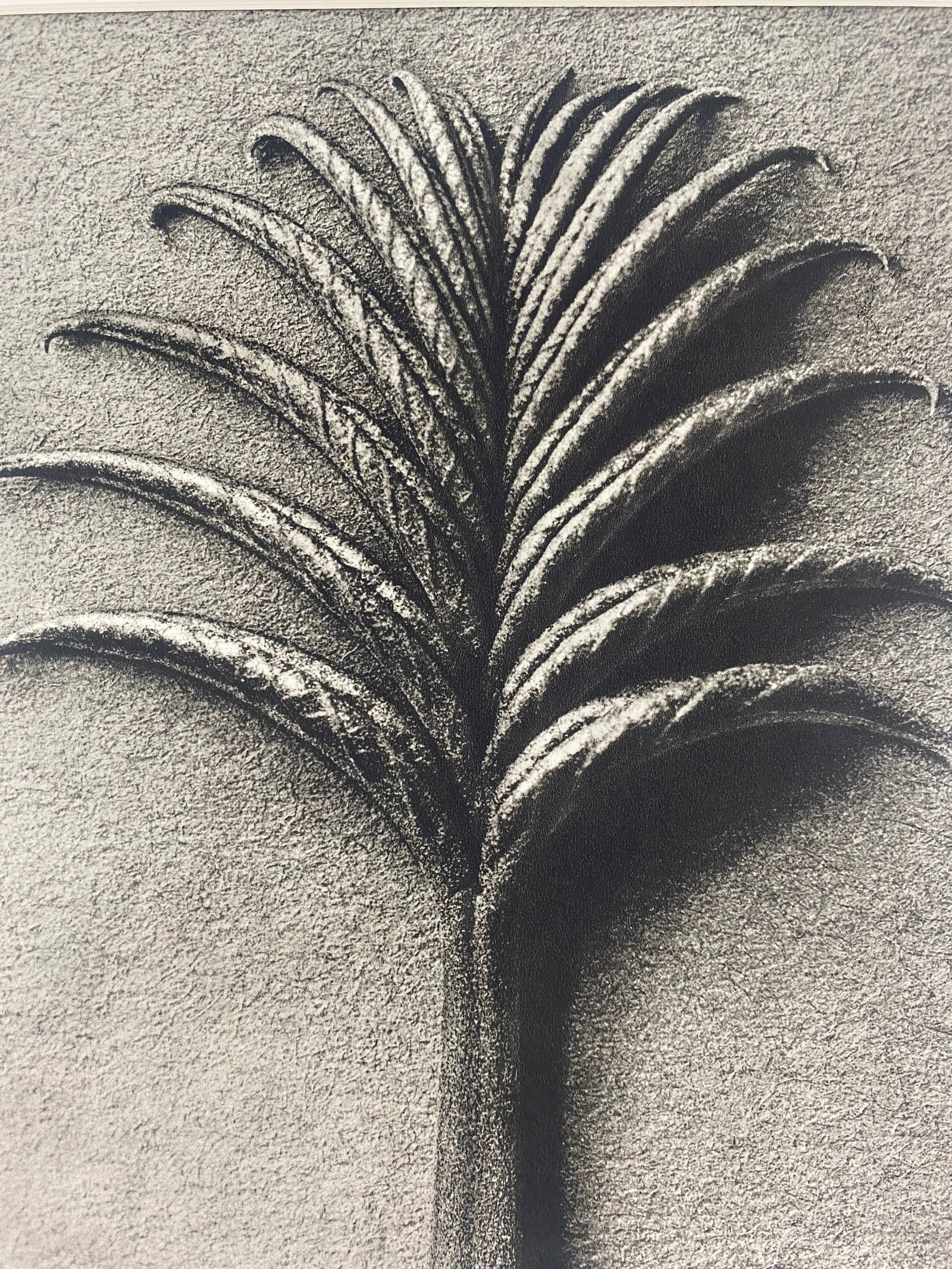 1930s Framed Botanical Blossfeldt Print - No. 75 - 2