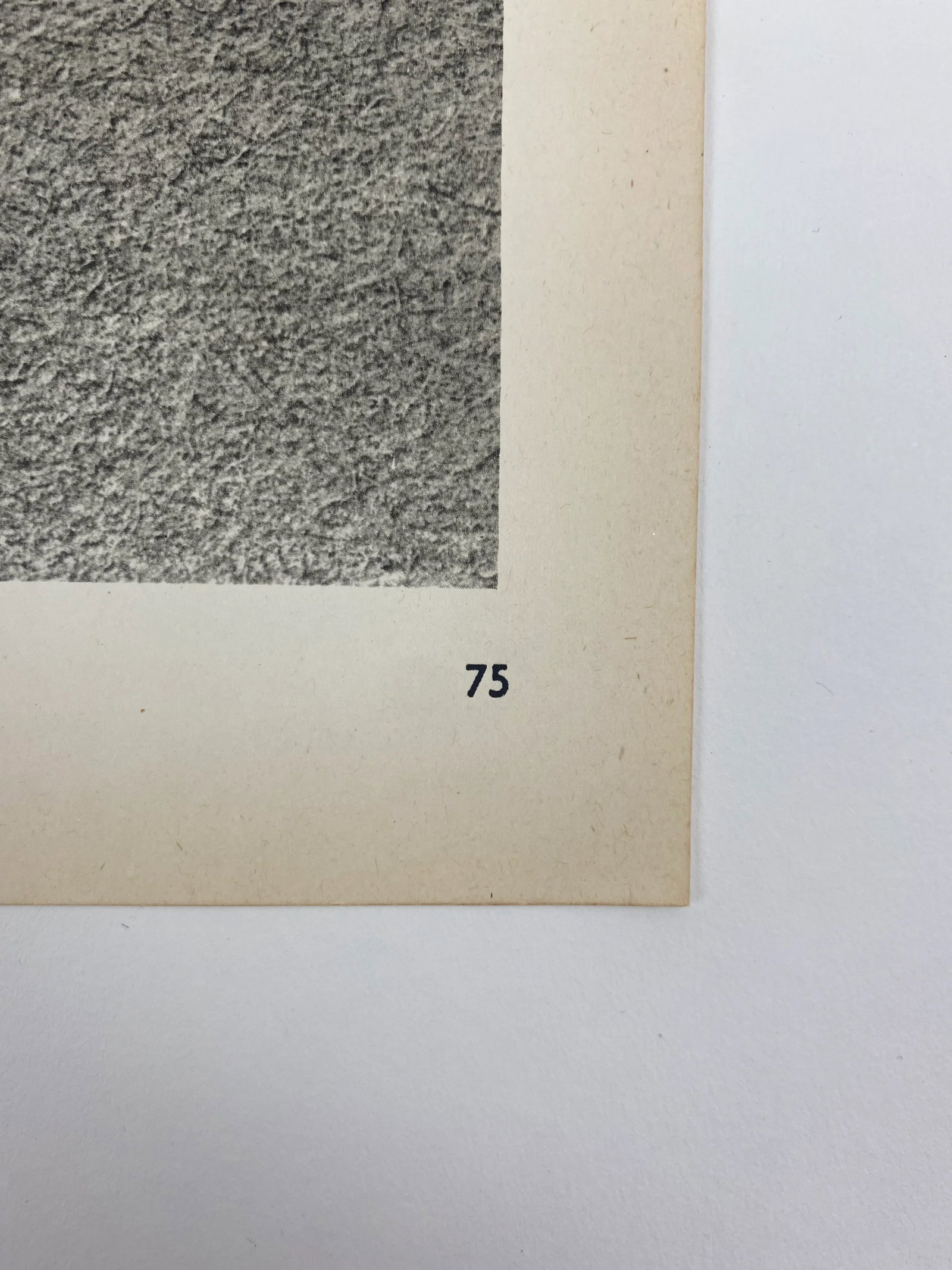1930s Framed Botanical Blossfeldt Print - No. 75 - 3