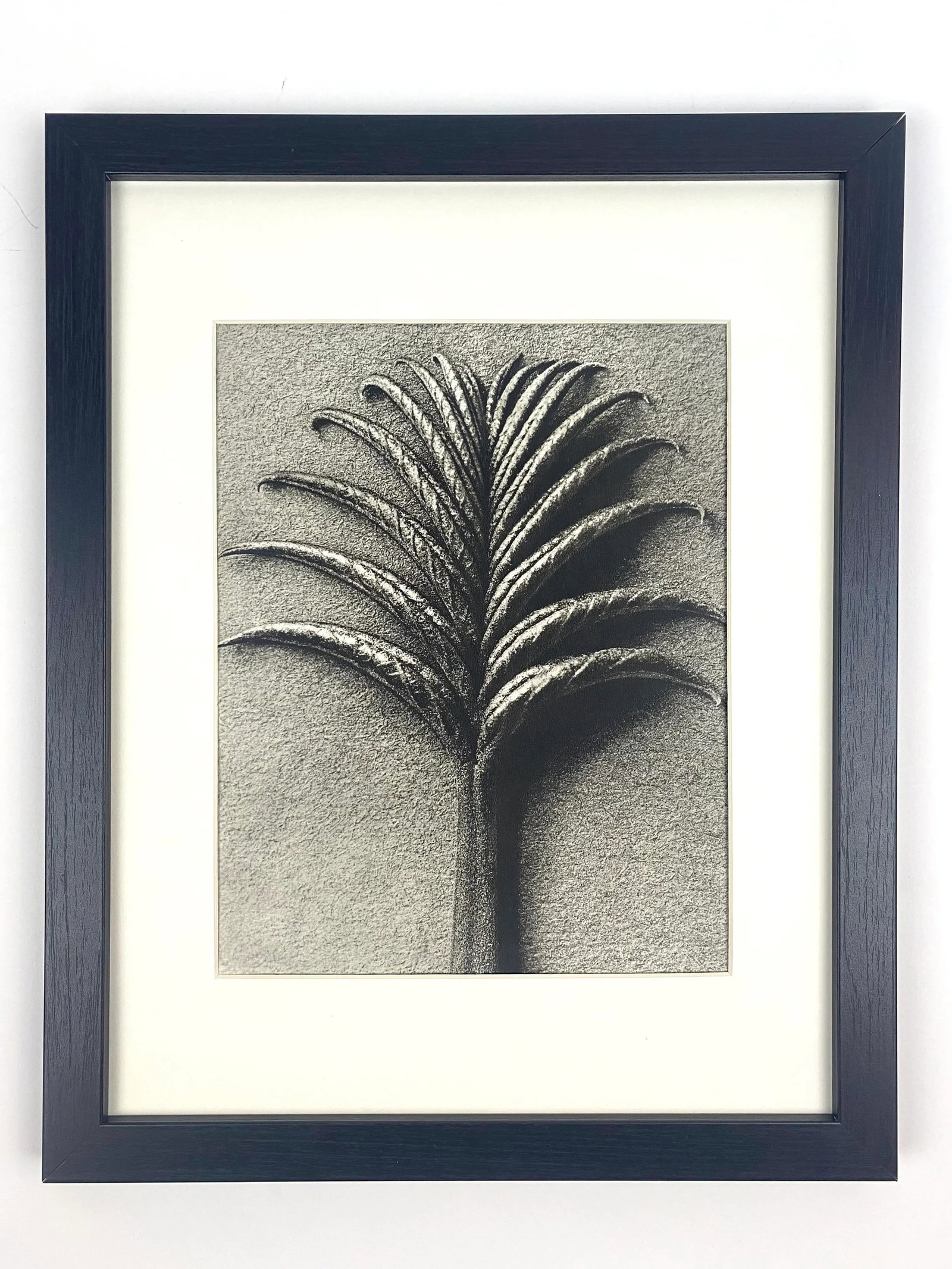 1930s Framed Botanical Blossfeldt Print - No. 75 - 5