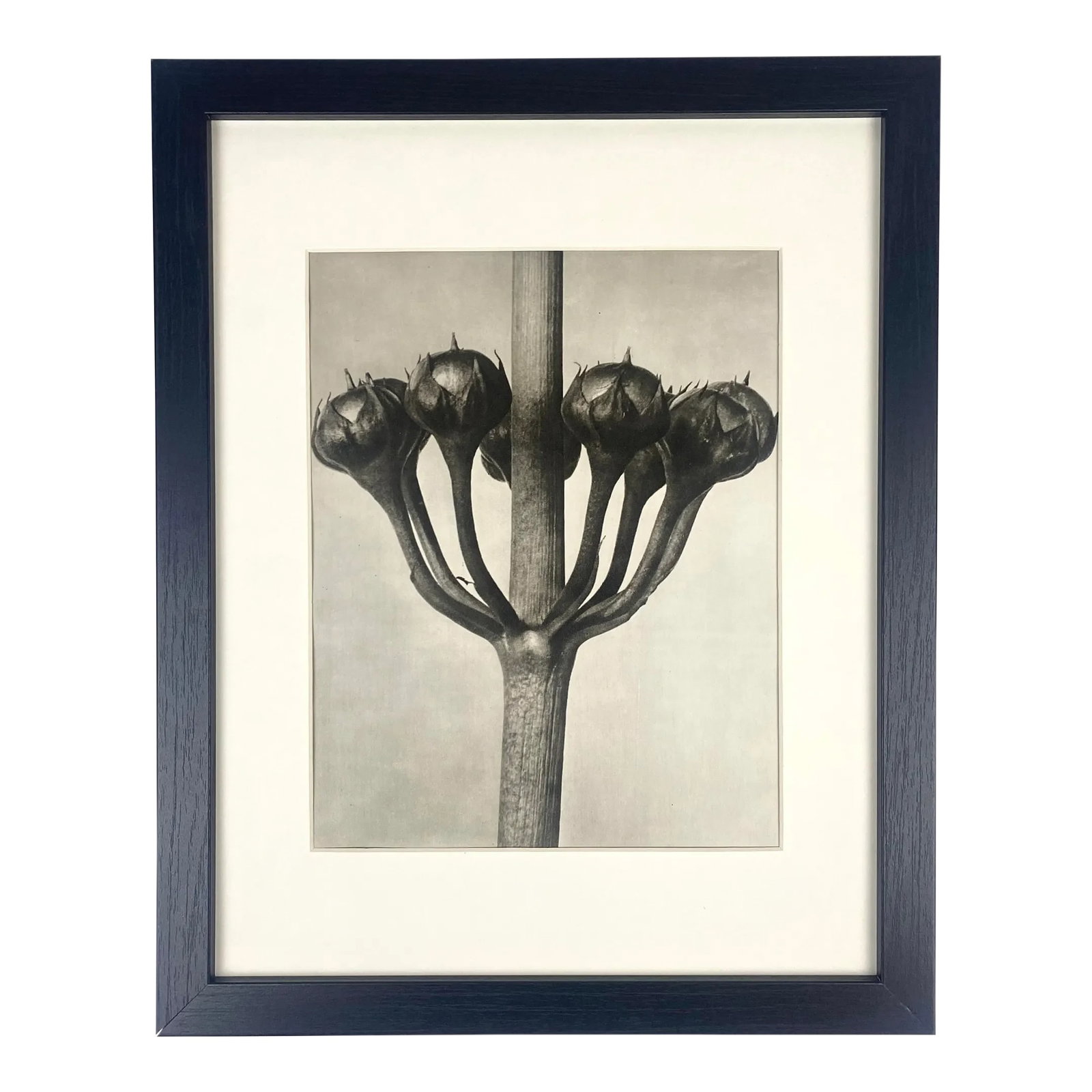 1940s Framed Botanical Blossfeldt Print - No. 87: Exquisite Botanical photogravure from famed Urformen Der Kunst portfolio by Blossfeldt . Karl Blossfeldt (1865 - 1932) was a German professor of sculpture, artist and photographer. His images were