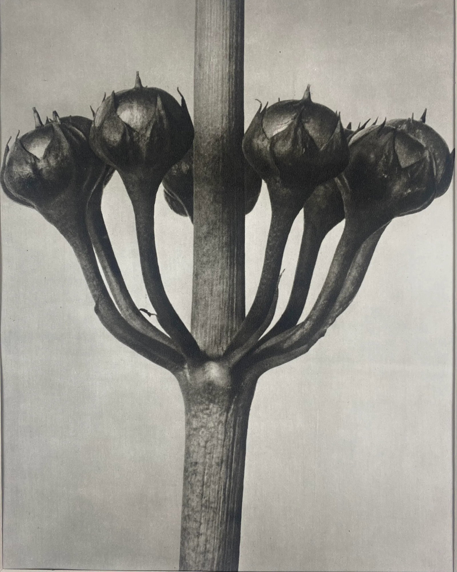 1940s Framed Botanical Blossfeldt Print - No. 87 - 2