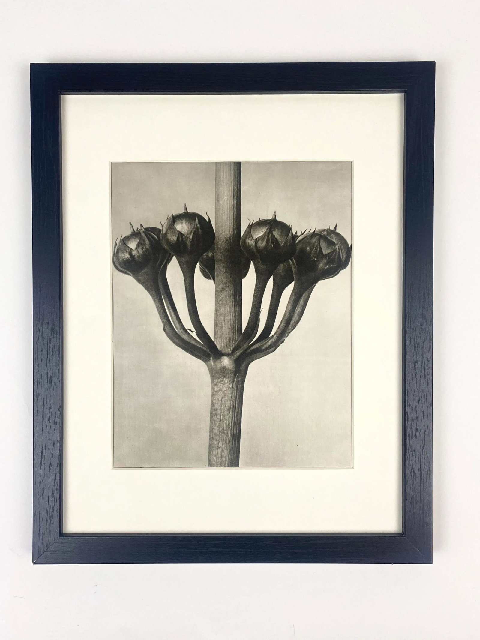 1940s Framed Botanical Blossfeldt Print - No. 87 - 5