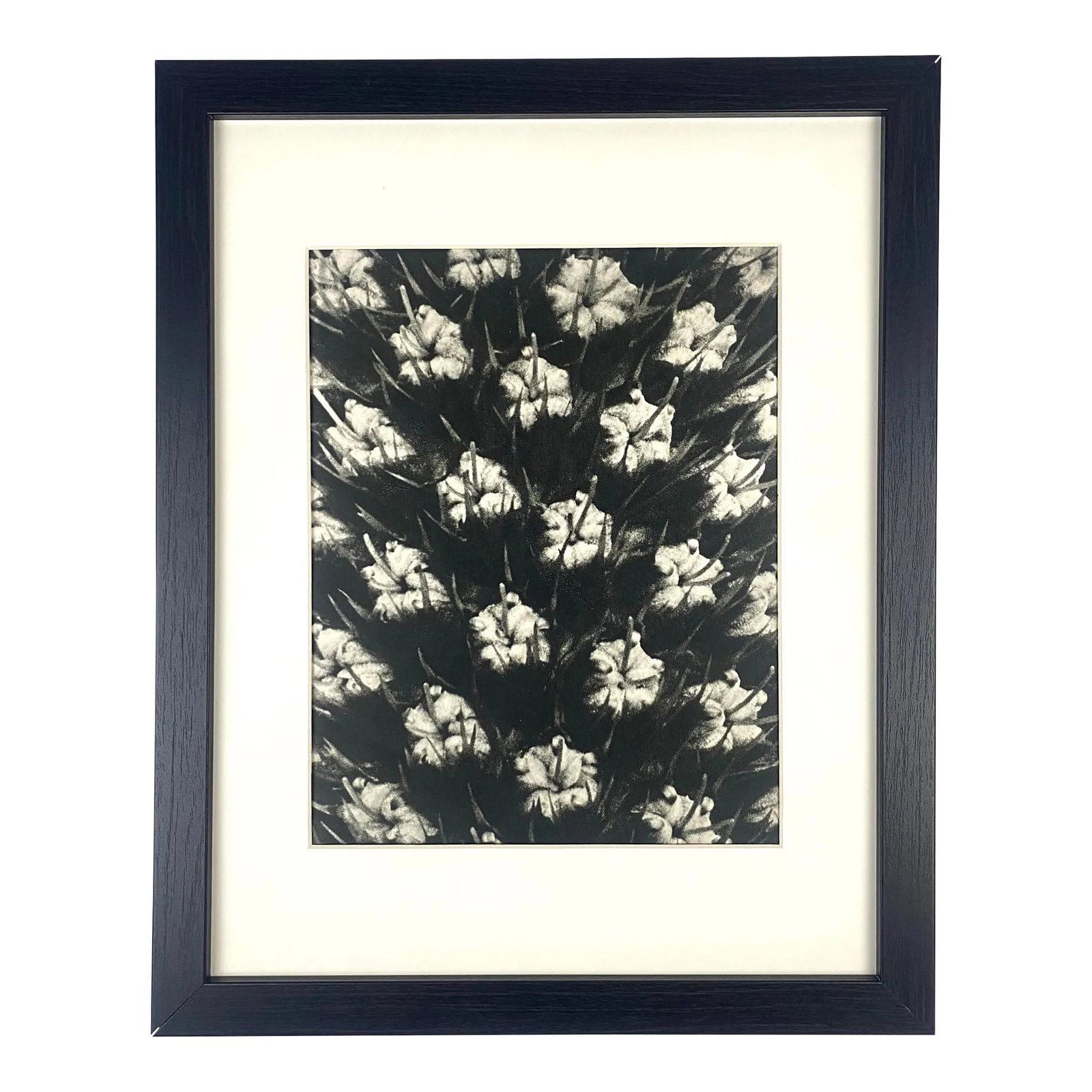 Framed Vintage Botanical Blossfeldt Print - No. 119: Exquisite Botanical photogravure from famed Urformen Der Kunst portfolio by Blossfeldt . Karl Blossfeldt (1865 - 1932) was a German professor of sculpture, artist and photographer. His images were
